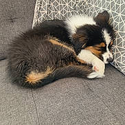 ücky participe au concours pour gagner de l'argent avec cette photo : puppy, dog, sleeping, couch, gray, fluffy, tricolor, pet, animal, resting, indoor, cozy, fur, cute, relaxing, soft, home, pillow, companion, adorable