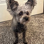 Stuart is registered to the contest to win money with this photo: animal, brown_eyes, carpet, close_up, companionship, curious, cute, dog, domestic, door, ears, expression, fluffy, furry, house, indoor, pet, portrait, small_dog, standing