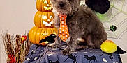Stuart is registered to the contest to win money with this photo: accessories, animal, canine, cat, cream, dessert, dog, flower, flowerarrangement, food, formalwear, icing, person, pet, plant, poodle, pottedplant, puppy, terrier, tie