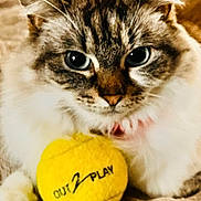 Nyxie participe au concours pour gagner de l'argent avec cette photo : animal, blanket, cat, close_up, collar, cute, eyes, feline, fluffy, fur, indoor, mammal, paws, pet, play, resting, soft, tennis_ball, whiskers, yellow