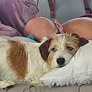 Rubble is registered to the contest to win money with this photo: bald_head, blanket, brown_and_white, comfort, couch, cozy, dog, ear, face, fur, glasses, home, indoor, living_room, nose, person, pillow, relaxed, resting, sleeping