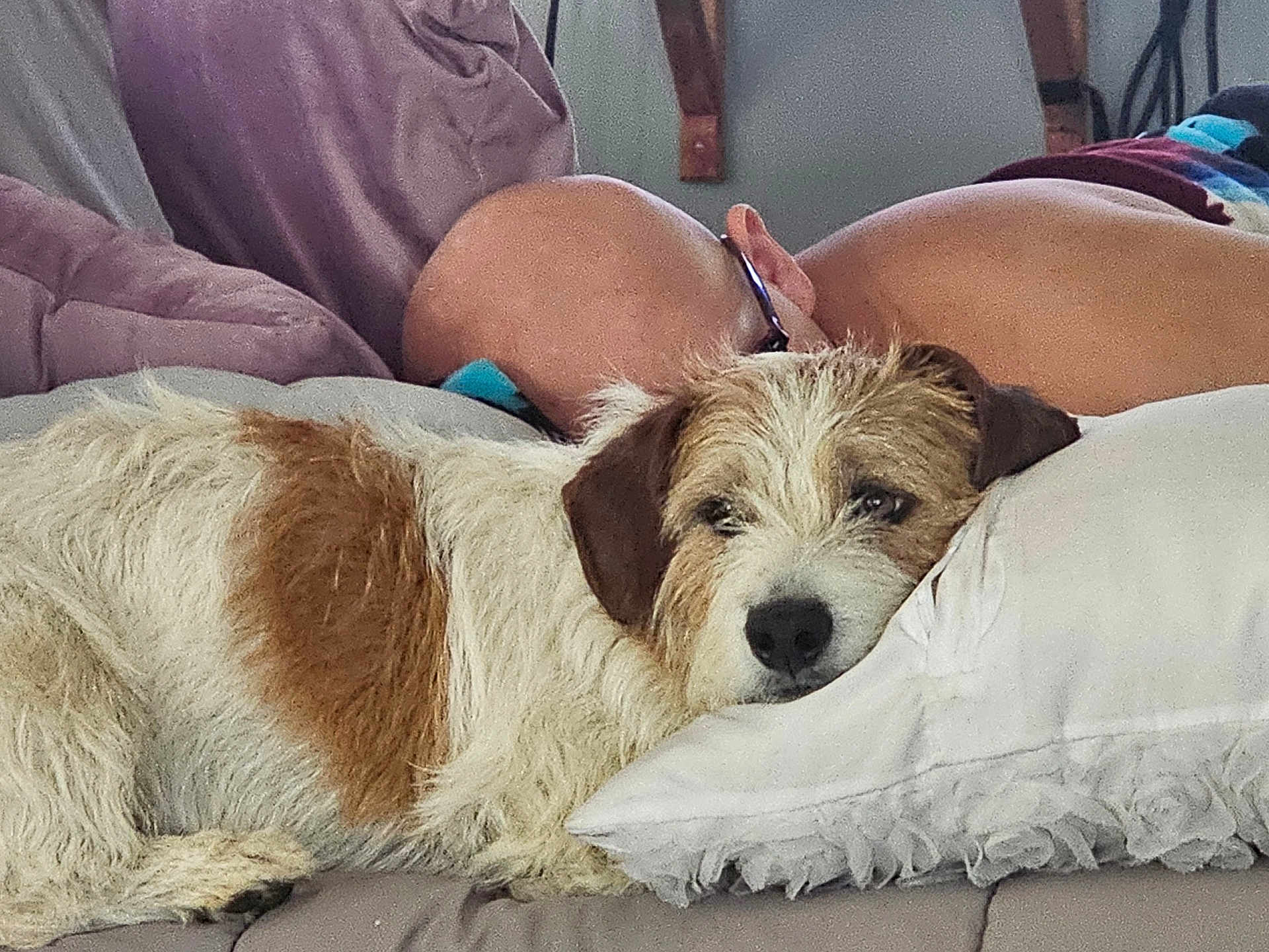 Rubble is registered to the contest to win money with this photo: bald_head, blanket, brown_and_white, comfort, couch, cozy, dog, ear, face, fur, glasses, home, indoor, living_room, nose, person, pillow, relaxed, resting, sleeping