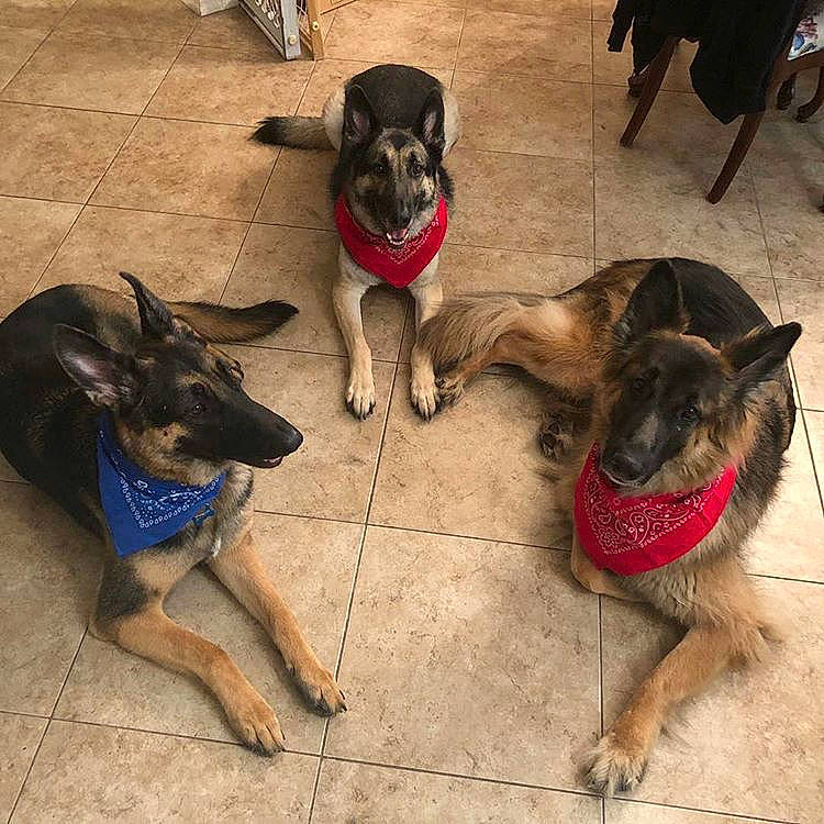 Remy is registered to the contest to win money with this photo: canidae, carnivore, collar, companion_dog, dog, dog_breed, dog_collar, dog_supply, fawn, flooring, german_shepherd_dog, leash, mammal, paw, pet_supply, snout, sporting_group, street_dog, vertebrate, working_animal