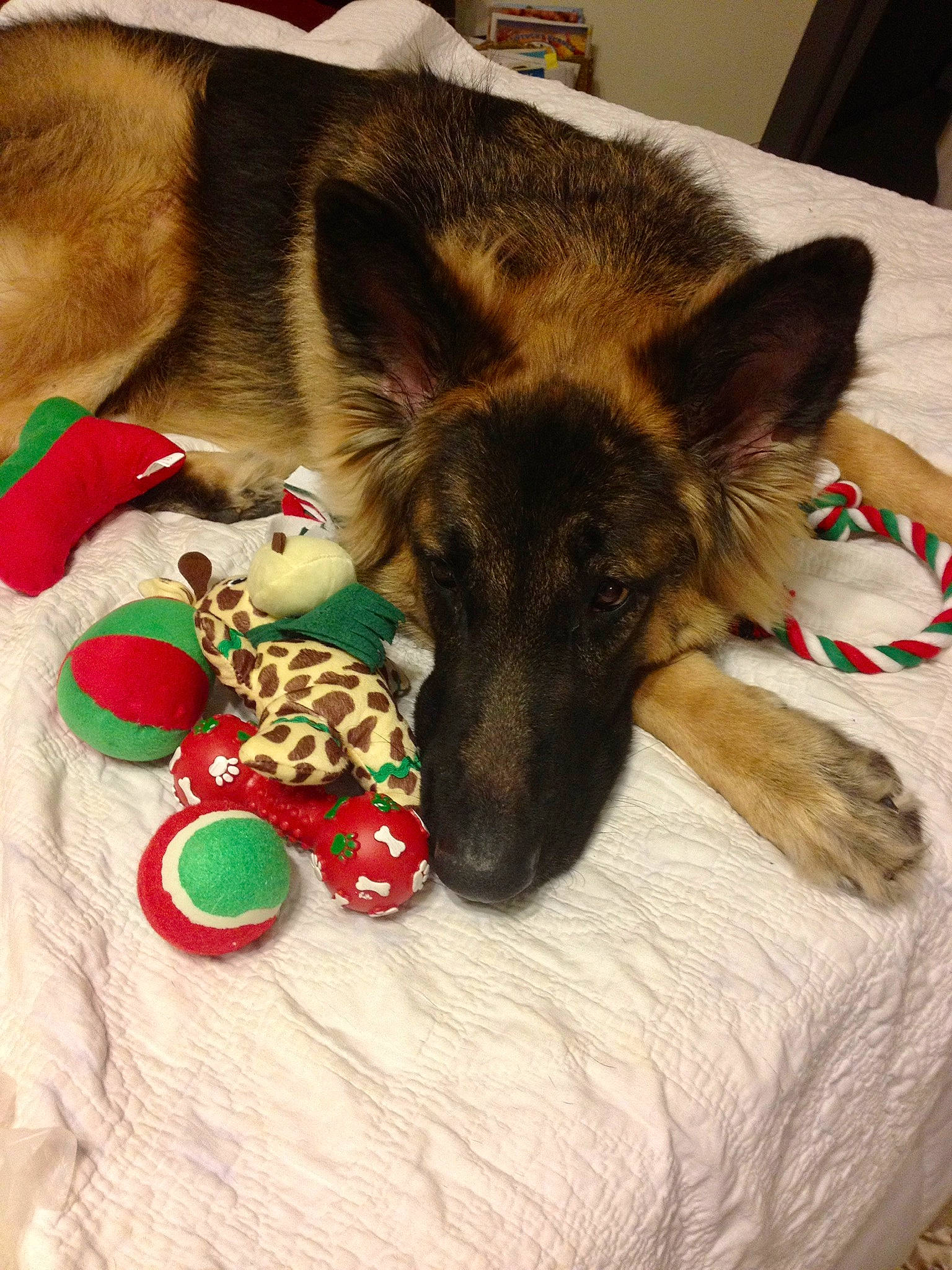 Remy joined the competition — help win amazing prizes! canidae, carnivore, comfort, companion_dog, dog, dog_bed, dog_breed, dog_supply, east_european_shepherd, fawn, fur, german_shepherd_dog, herding_dog, king_shepherd, old_german_shepherd_dog, paw, snout, sporting_group, terrestrial_animal, working_animal