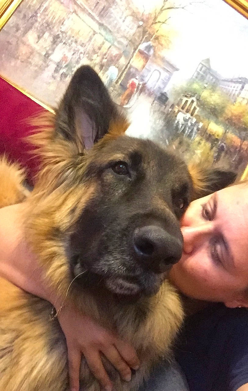 Remy joined the competition — help win amazing prizes! canidae, carnivore, companion_dog, dog, dog_breed, ear, fawn, fun, german_shepherd_dog, gesture, giant_dog_breed, happy, herding_dog, jaw, king_shepherd, kiss, old_german_shepherd_dog, organ, selfie, snout