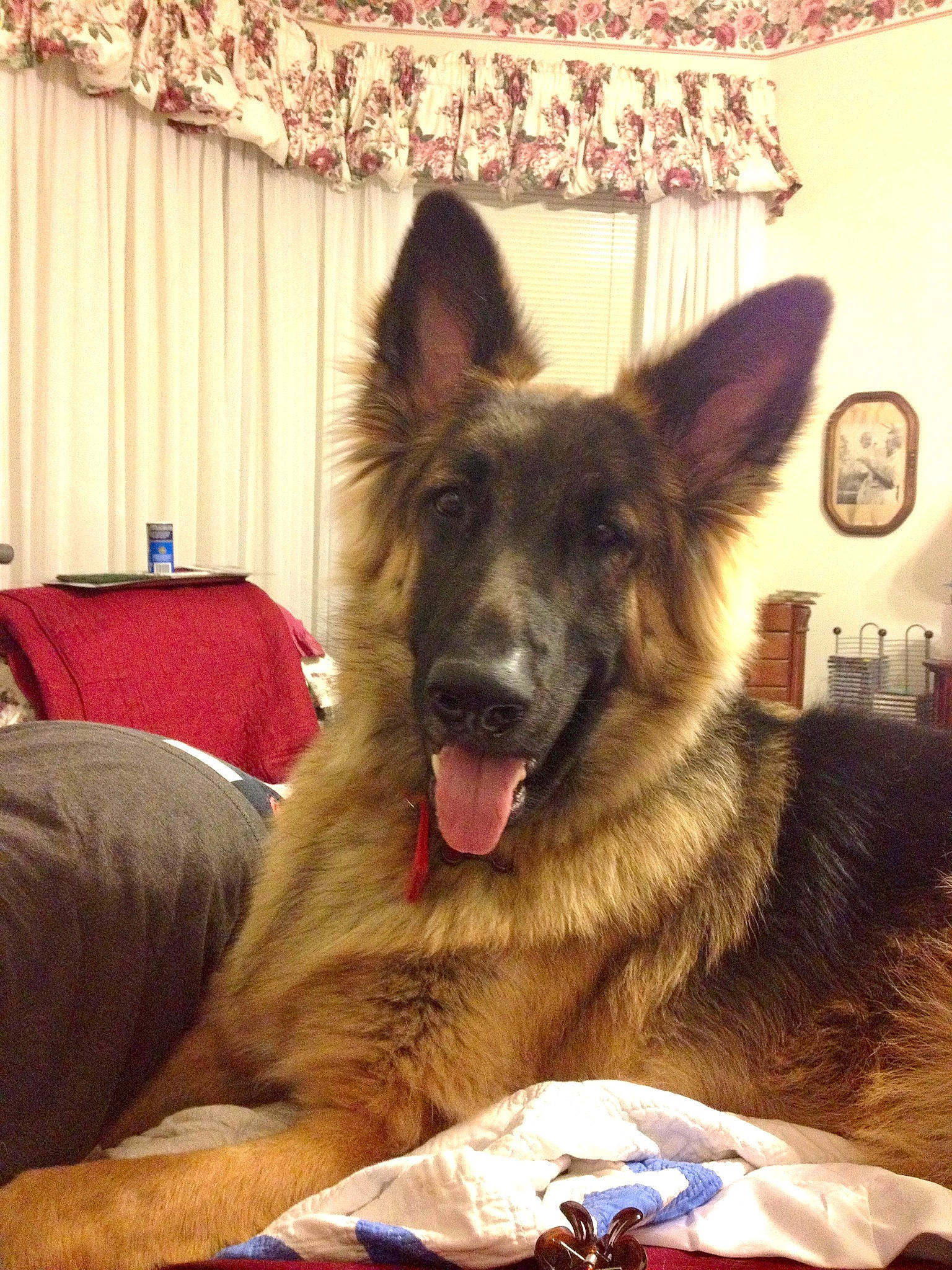 Remy joined the competition — help win amazing prizes! art, canidae, carnivore, companion_dog, curtain, dog, dog_breed, east_european_shepherd, fawn, fur, german_shepherd_dog, herding_dog, king_shepherd, old_german_shepherd_dog, picture_frame, snout, sporting_group, whiskers, working_animal, working_dog