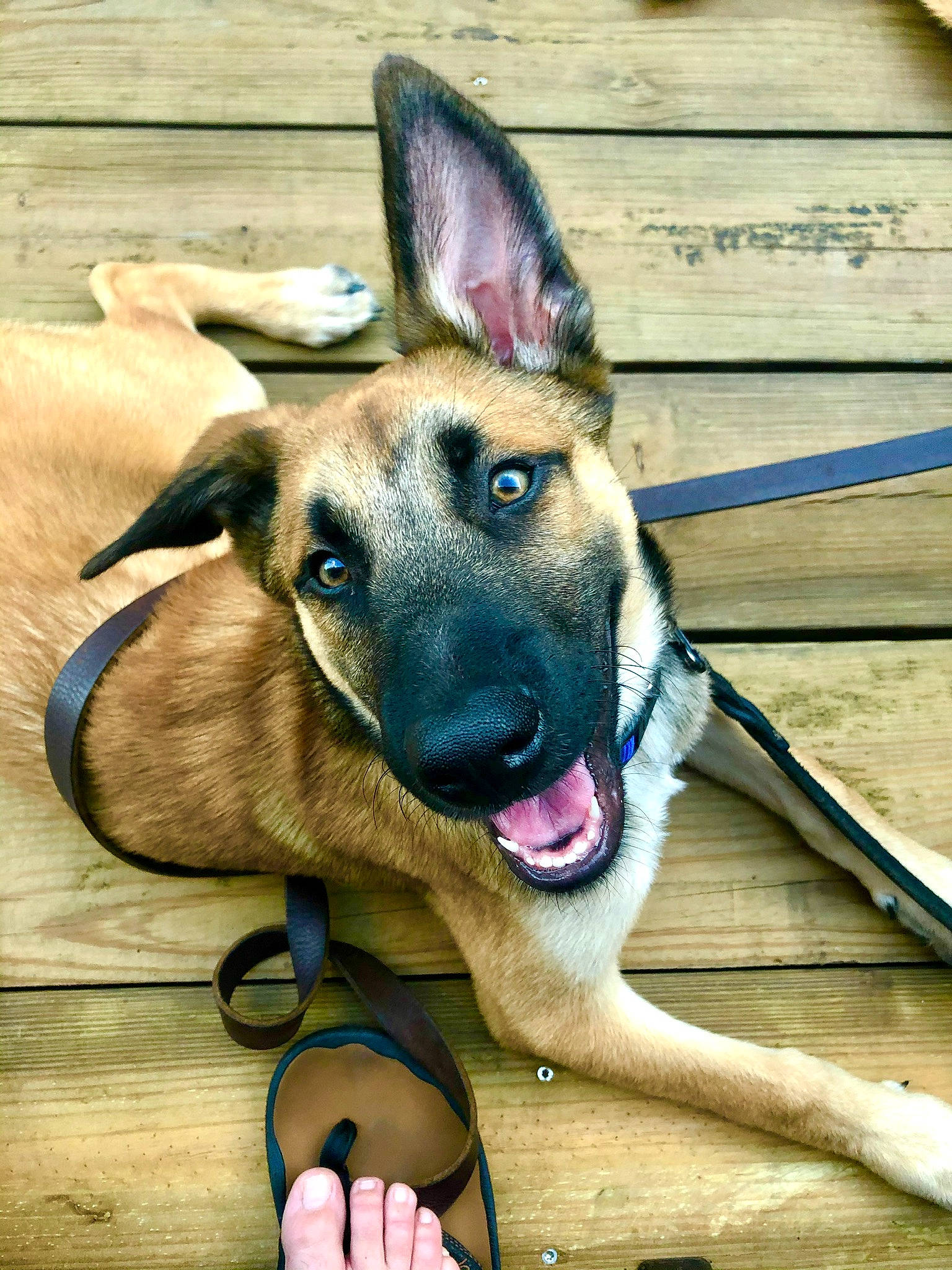 Dipstick joined the competition — help win amazing prizes! canidae, carnivore, collar, companion_dog, dog, dog_breed, dog_supply, electric_blue, fawn, foot, fur, german_shepherd_dog, happy, herding_dog, jaw, pet_supply, snout, terrestrial_animal, wood, working_animal