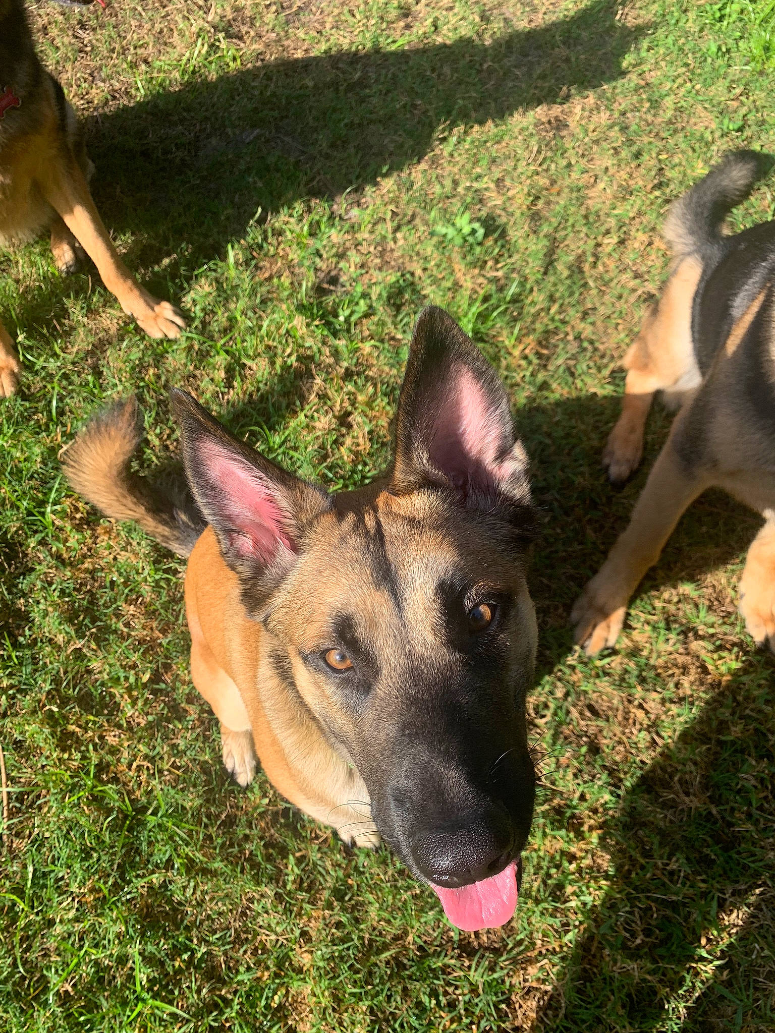 Dipstick is registered to the contest to win money with this photo: canidae, canis, carnivore, companion_dog, dog, dog_breed, east_european_shepherd, eye, fawn, german_shepherd_dog, grass, herding_dog, jaw, king_shepherd, old_german_shepherd_dog, plant, snout, sporting_group, working_animal, working_dog