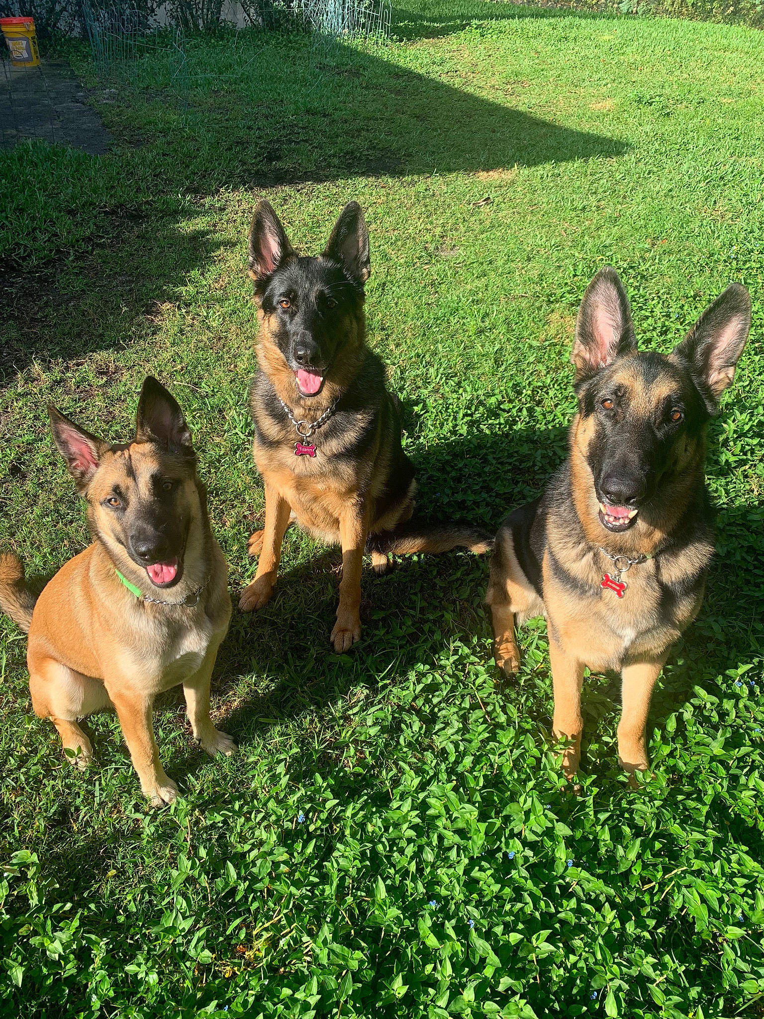 Dipstick joined the competition — help win amazing prizes! carnivore, collar, companion_dog, dog, dog_breed, dog_collar, dog_supply, eye, fawn, german_shepherd_dog, grass, green, lawn, leash, light, mammal, plant, snout, sporting_group, working_animal