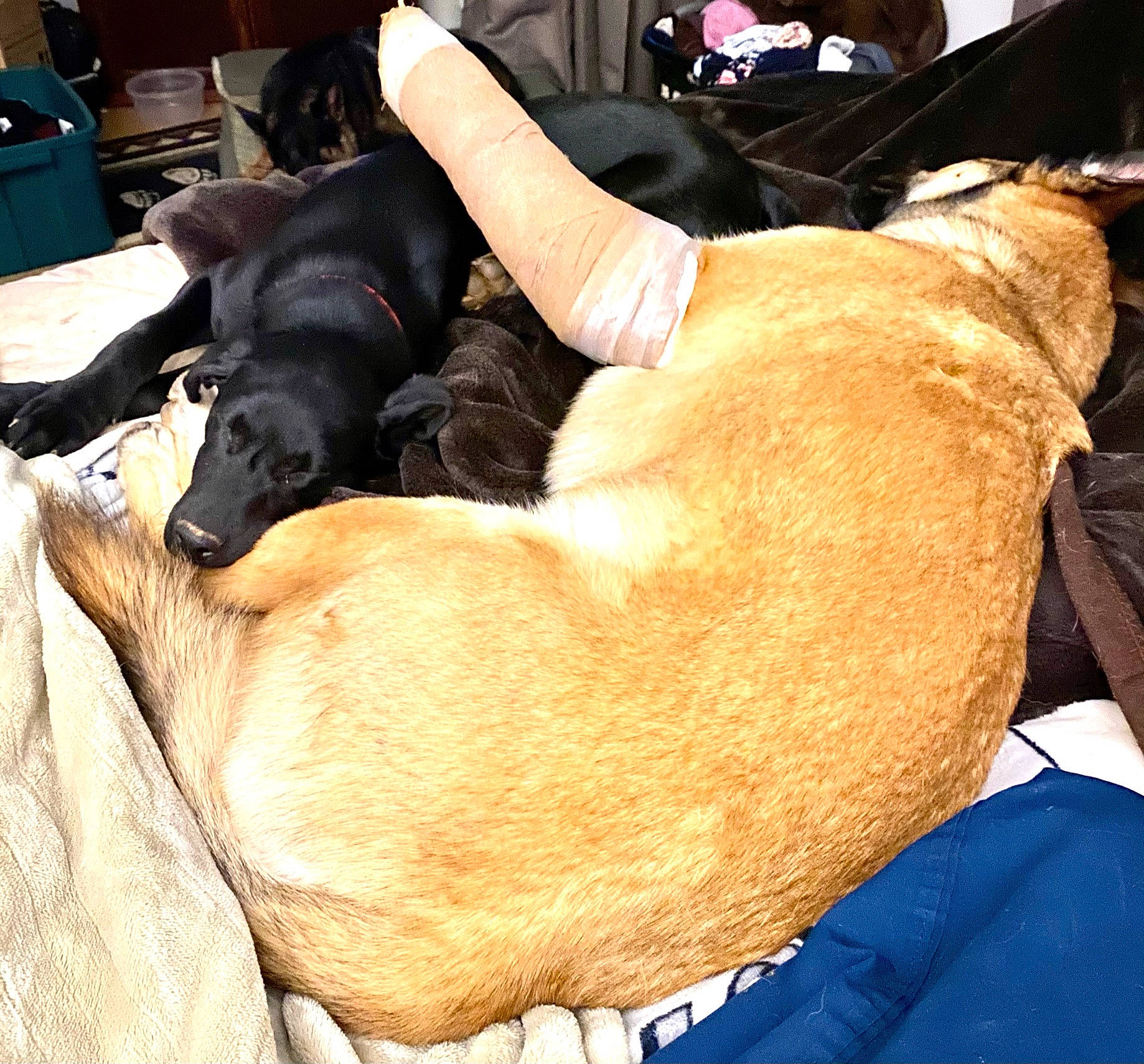 Cooper is registered to the contest to win money with this photo: canidae, carnivore, chair, comfort, companion_dog, dog, dog_breed, elbow, fawn, foot, fur, guard_dog, human_leg, lap, nap, sitting, sporting_group, thigh, working_animal, wrist