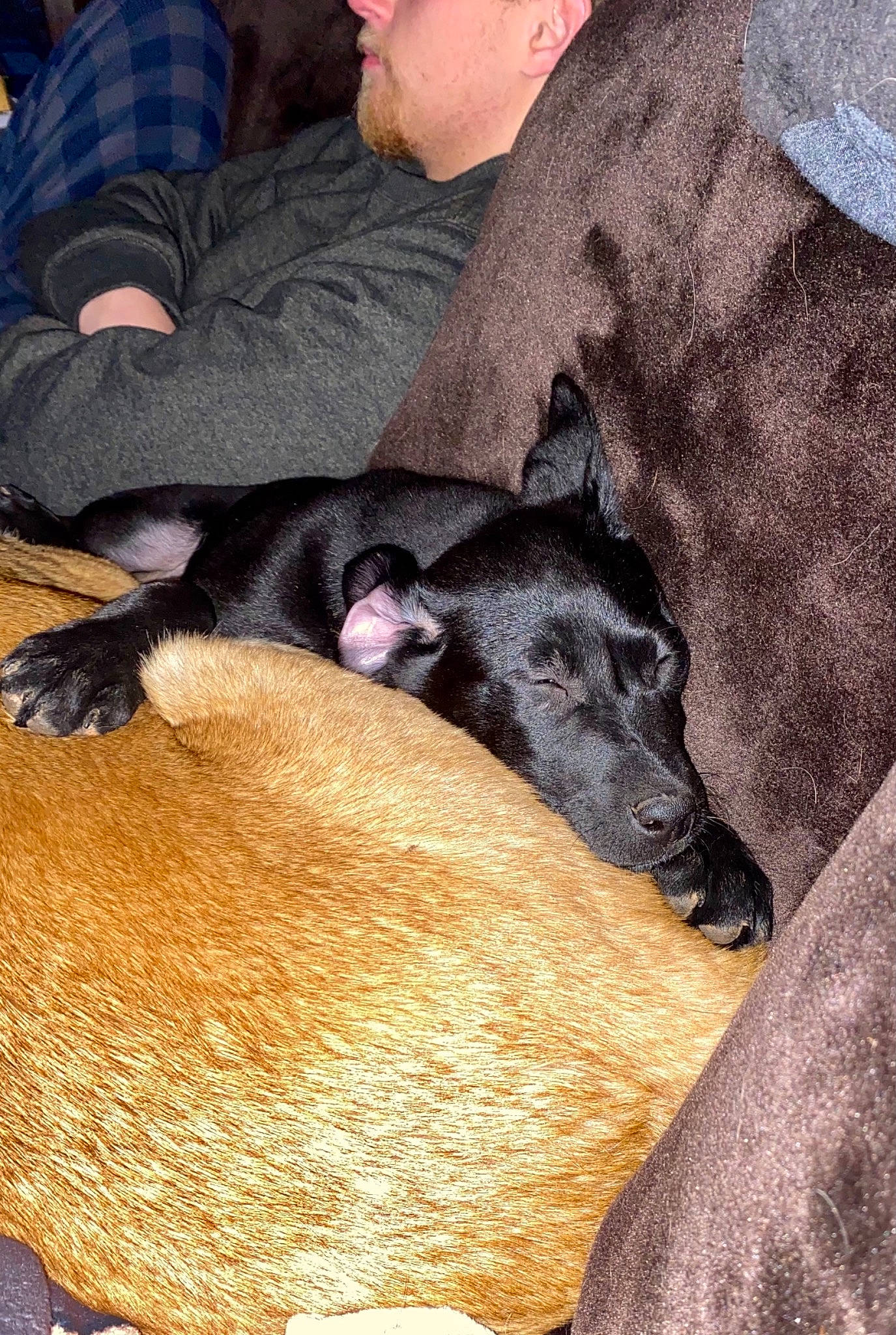 Cooper is registered to the contest to win money with this photo: baseball_cap, canidae, carnivore, comfort, companion_dog, corgi_chihuahua, dog, dog_breed, fawn, fur, guard_dog, lap, nap, non_sporting_group, sitting, snout, sporting_group, terrestrial_animal, vertebrate, working_animal