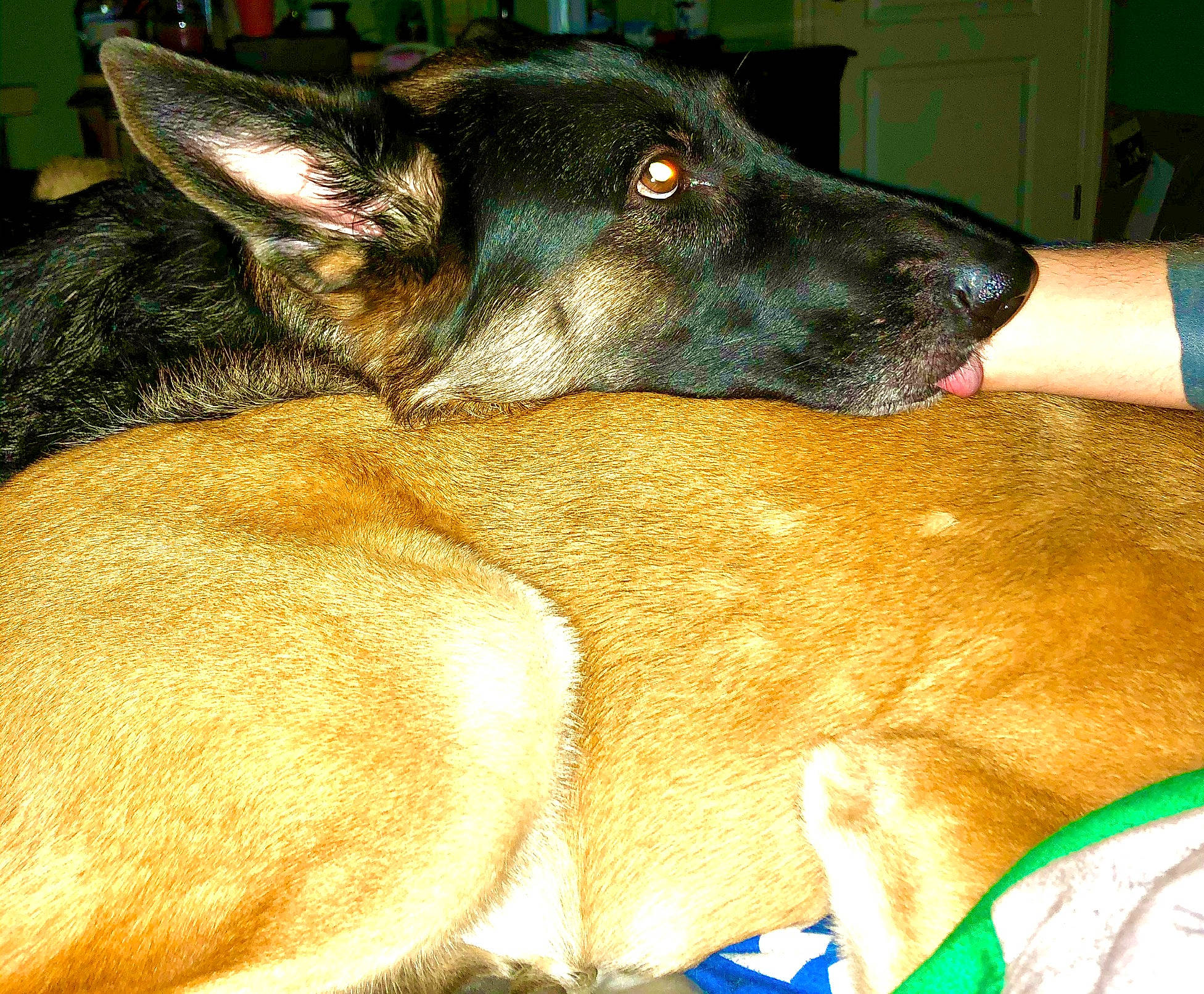 Tasha joined the competition — help win amazing prizes! canidae, carnivore, collar, companion_dog, dog, dog_breed, dog_supply, east_european_shepherd, fawn, fur, guard_dog, king_shepherd, liver, old_german_shepherd_dog, snout, sporting_group, whiskers, working_animal, working_dog