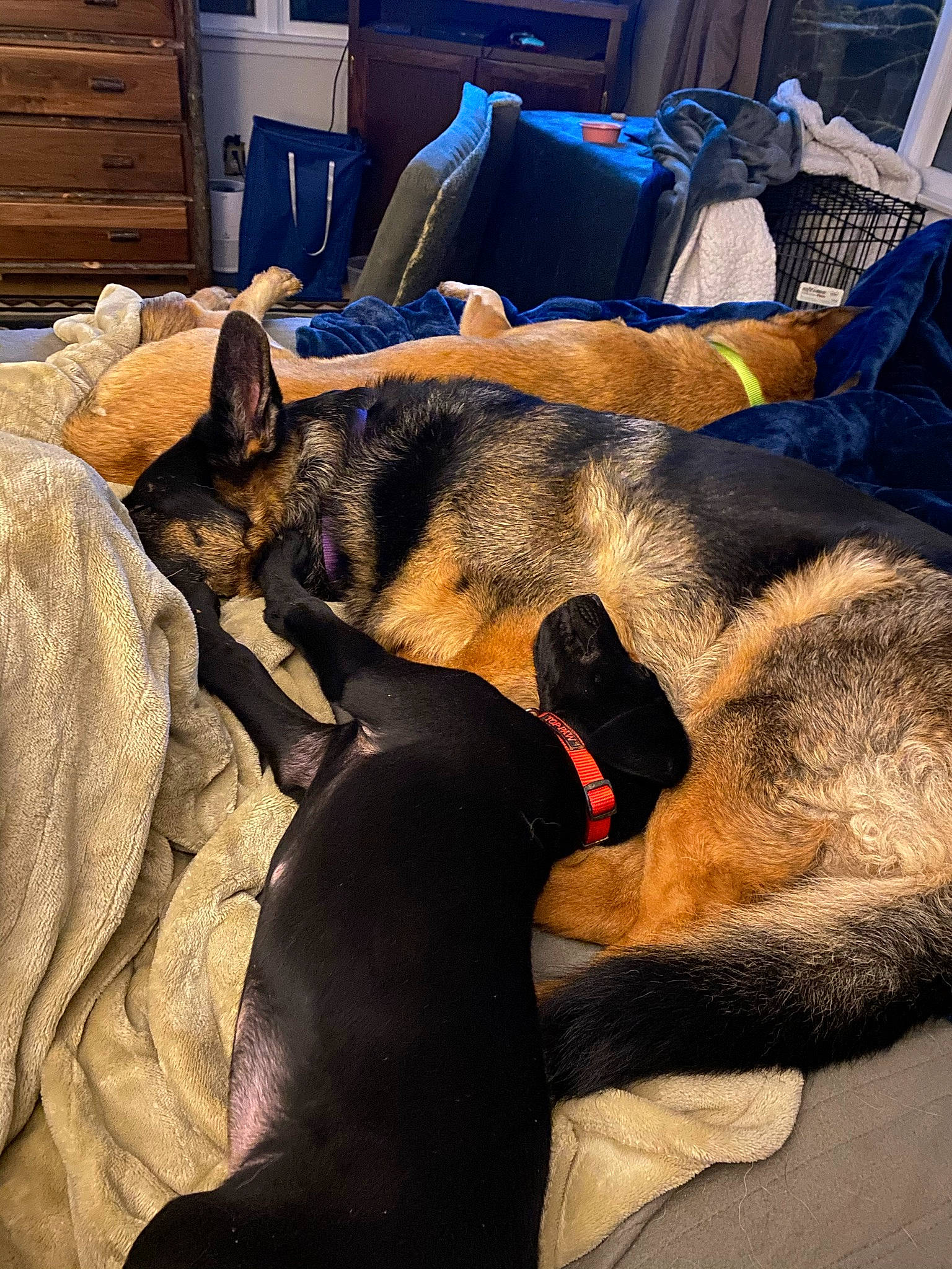 Tasha is registered to the contest to win money with this photo: cabinetry, canidae, carnivore, chest_of_drawers, comfort, companion_dog, dog, dog_breed, drawer, east_european_shepherd, fawn, fur, german_shepherd_dog, heat, mammal, paw, snout, sporting_group, vertebrate, wood