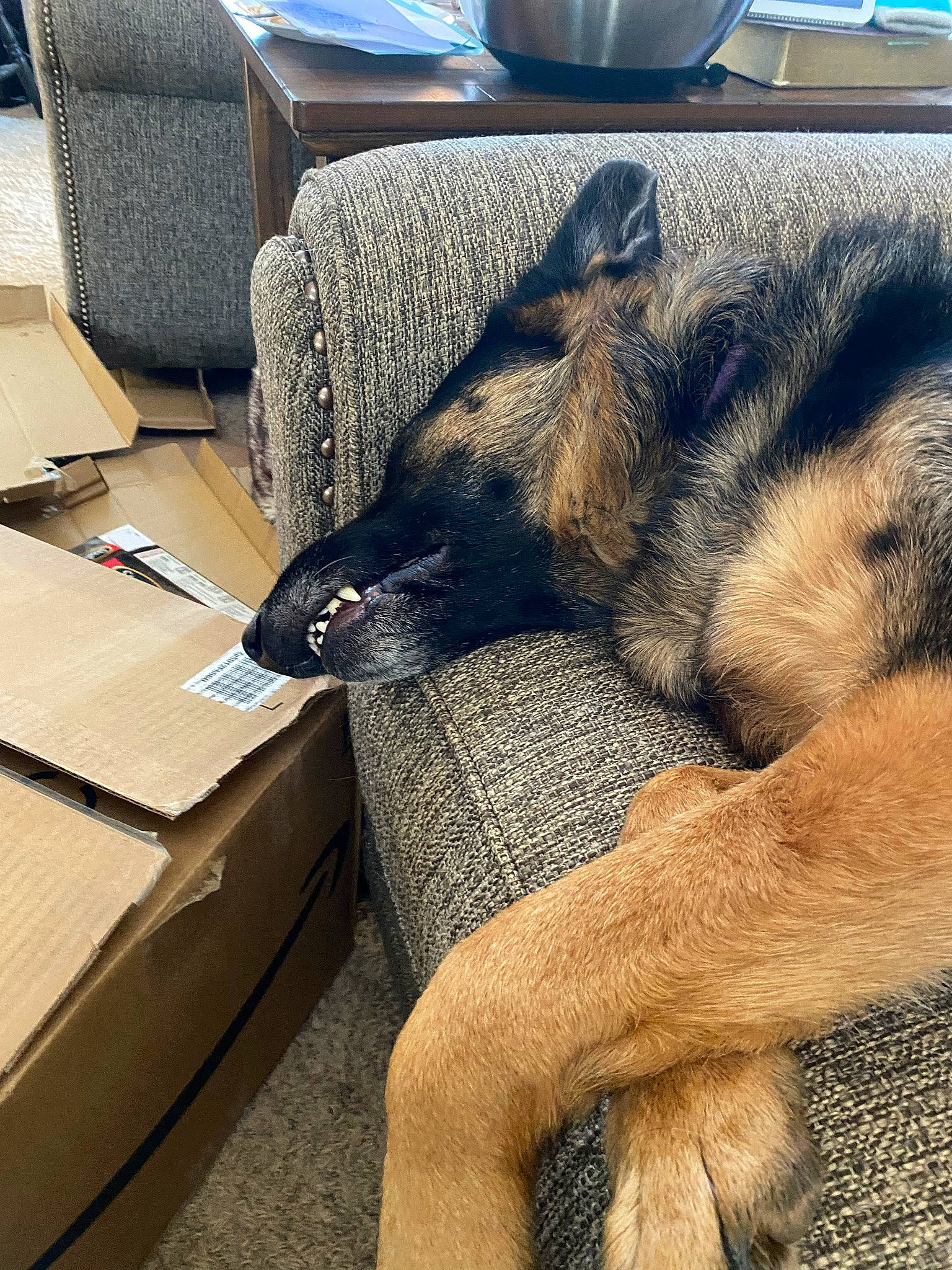 Tasha joined the competition — help win amazing prizes! carnivore, comfort, companion_dog, cup, dog, dog_breed, fawn, felidae, flooring, fur, human_leg, serveware, small_to_medium_sized_cats, snout, sporting_group, table, tableware, whiskers, wood, working_animal