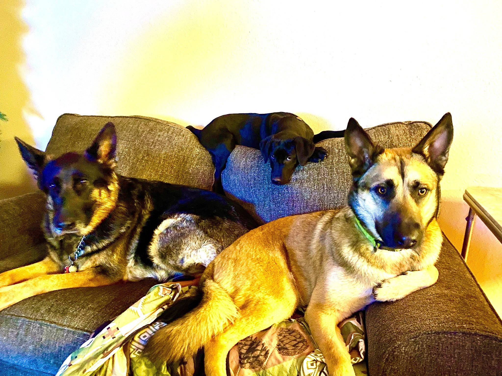 Tasha joined the competition — help win amazing prizes! canidae, canis, carnivore, comfort, companion_dog, couch, dog, dog_breed, dog_supply, electric_blue, fawn, fur, herding_dog, snout, sporting_group, tail, terrestrial_animal, whiskers, working_animal, working_dog