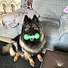dog, german_shepherd, toy, green_toy, indoor, living_room, armchair, blanket, ottoman, carpet, pet, fur, sitting, looking_up, ears_up, mouth_open, floor, remote_control, cushion, cozy