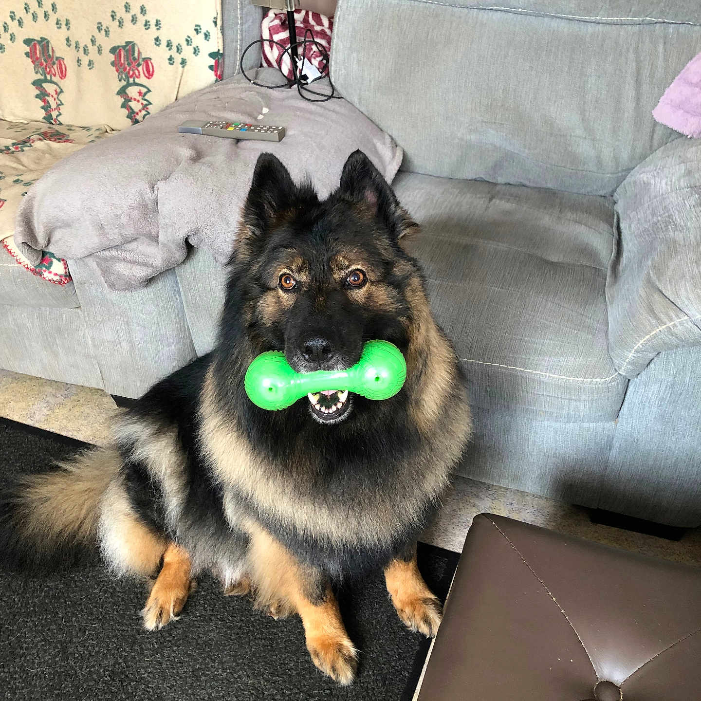 Neiko a rejoint le concours — aidez-le/la à gagner de superbes lots ! dog, german_shepherd, toy, green_toy, indoor, living_room, armchair, blanket, ottoman, carpet, pet, fur, sitting, looking_up, ears_up, mouth_open, floor, remote_control, cushion, cozy