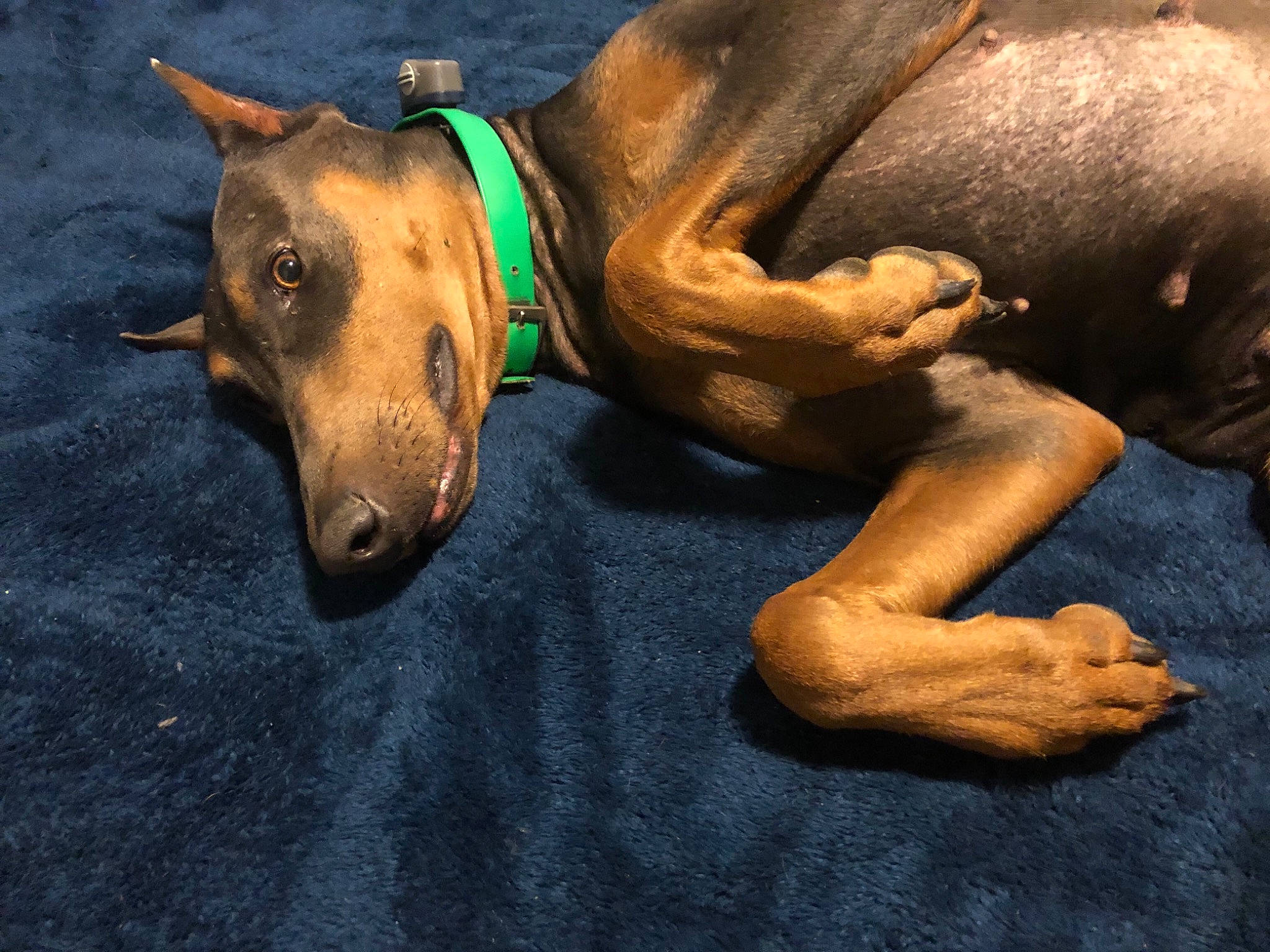 Jemma joined the competition — help win amazing prizes! canidae, carnivore, collar, comfort, companion_dog, dog, dog_breed, dog_collar, dog_supply, fashion_accessory, fawn, guard_dog, hound, human_leg, liver, pet_supply, snout, sporting_group, whiskers, working_animal