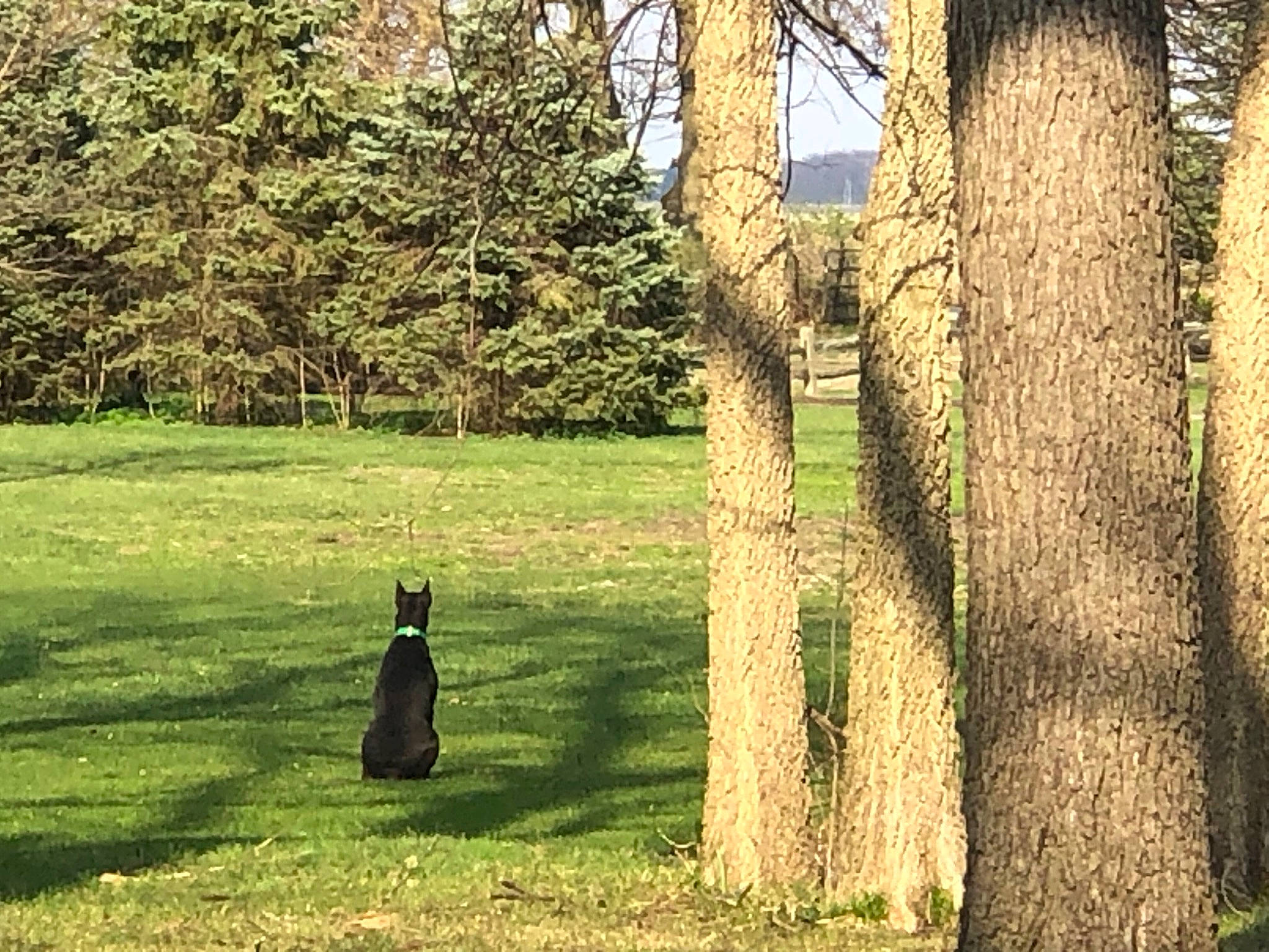 Jemma joined the competition — help win amazing prizes! branch, carnivore, cat, forest, grass, grass_family, grassland, landscape, lawn, natural_landscape, plant, rural_area, shade, shrub, sunlight, tints_and_shades, tree, trunk, vertebrate, wood