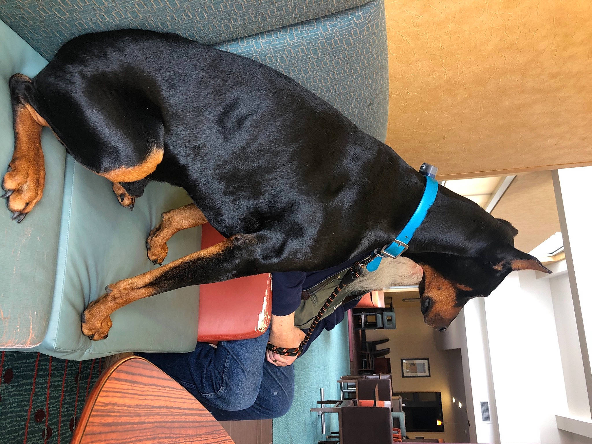 Jax joined the competition — help win amazing prizes! carnivore, collar, comfort, companion_dog, dog, dog_breed, dog_collar, dog_supply, elbow, fawn, guard_dog, montenegrin_mountain_hound, pet_supply, pinscher, sporting_group, tail, toy_dog, vertebrate, working_animal, wrist