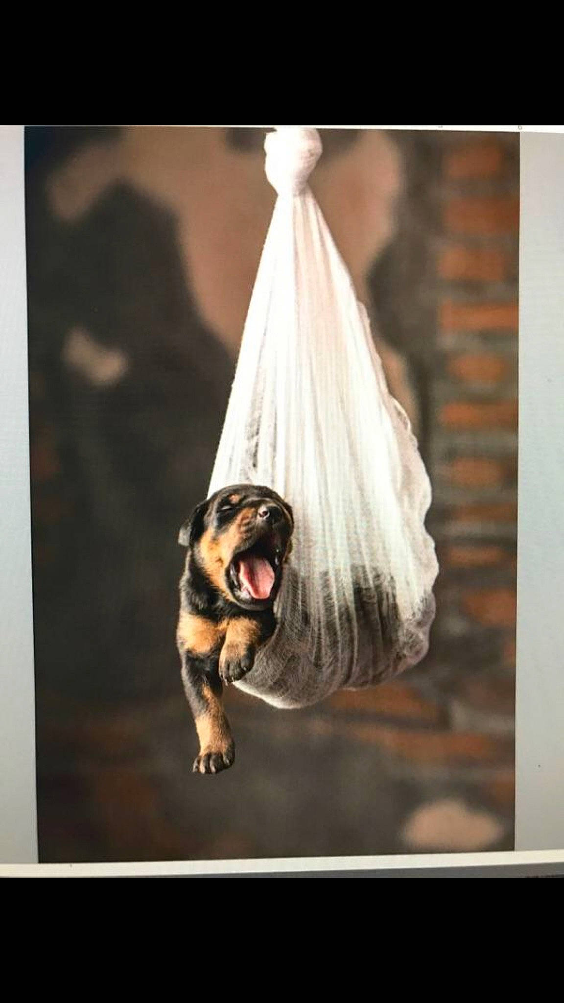 Puptials is registered to the contest to win money with this photo: art, canidae, carnivore, companion_dog, dog, dog_breed, event, fashion_accessory, fawn, feather, flash_photography, pug, sporting_group, still_life_photography, stock_photography, street_fashion, tail, wildlife, window, wood