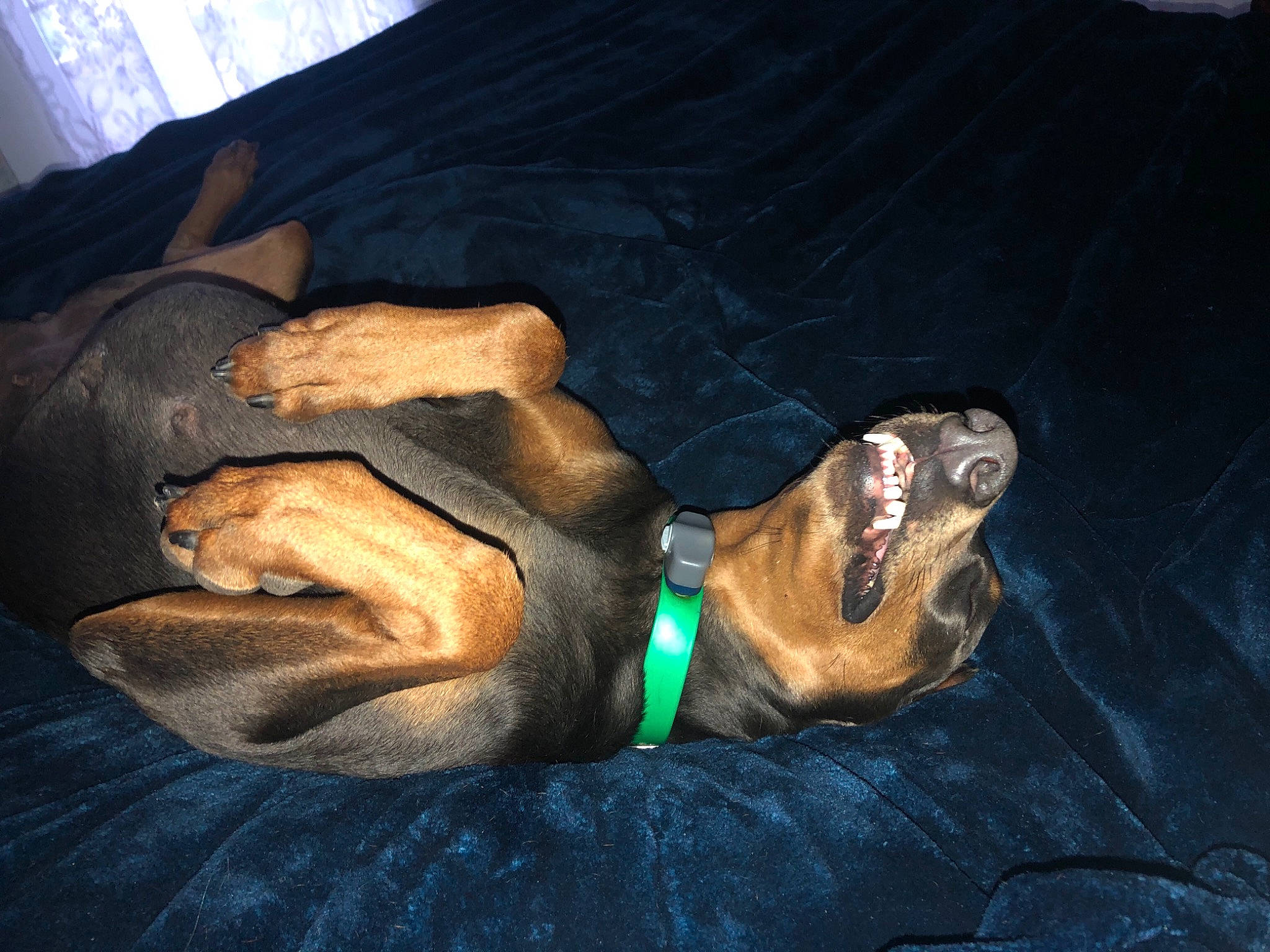 Harry Potter Litter is registered to the contest to win money with this photo: art, barefoot, canidae, carnivore, comfort, companion_dog, dog, dog_breed, fawn, finger, flash_photography, foot, gesture, human_leg, jaw, knee, snout, sporting_group, thigh, wrist