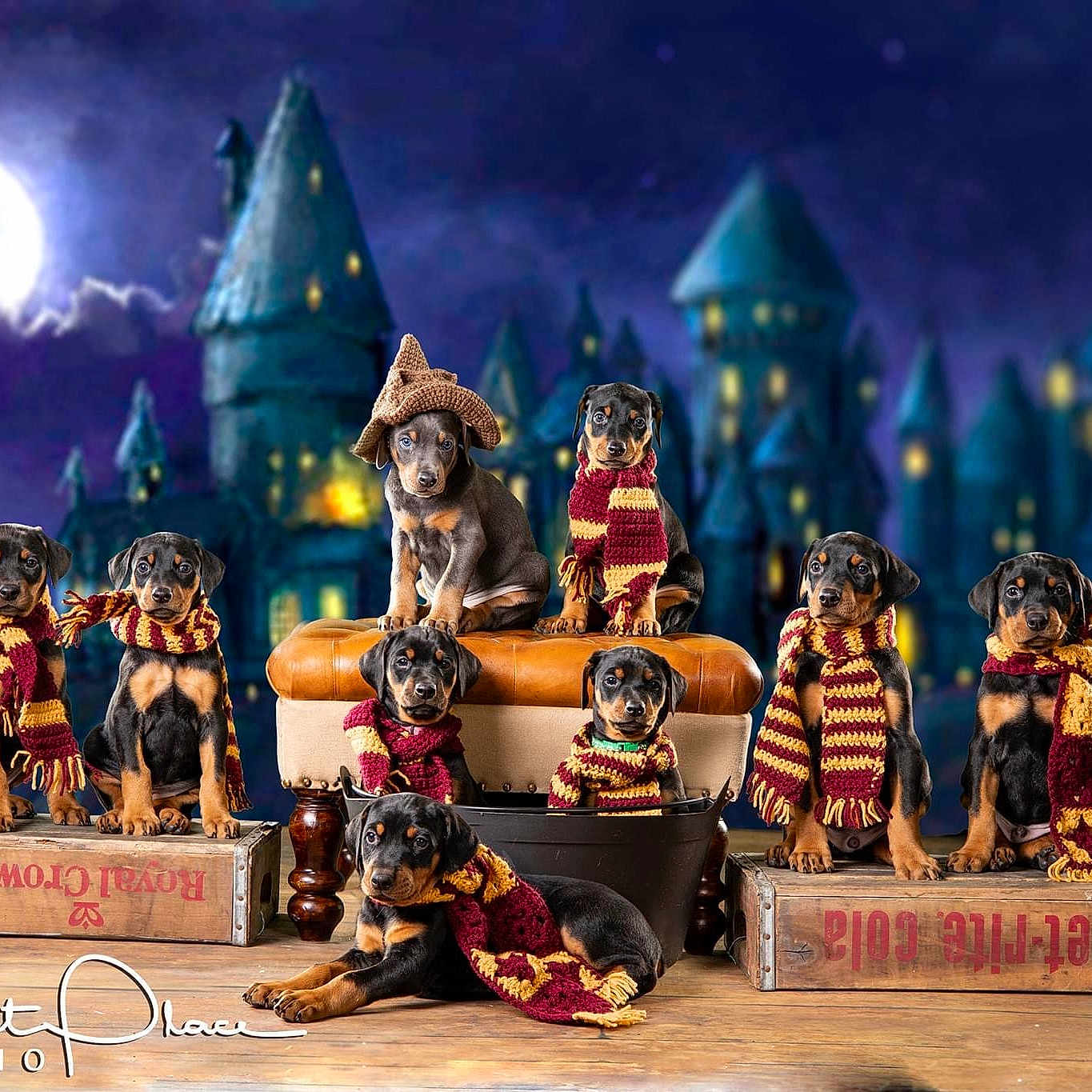 Harry Potter Litter