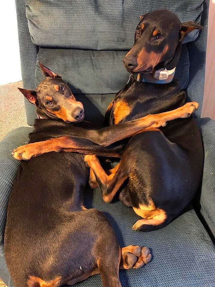 Harry Potter Litter is registered to the contest to win money with this photo: brown, canidae, carnivore, collar, comfort, companion_dog, dog, dog_breed, dog_supply, fawn, hound, liver, mammal, pet_supply, pinscher, sharing, snout, sporting_group, vertebrate, working_animal