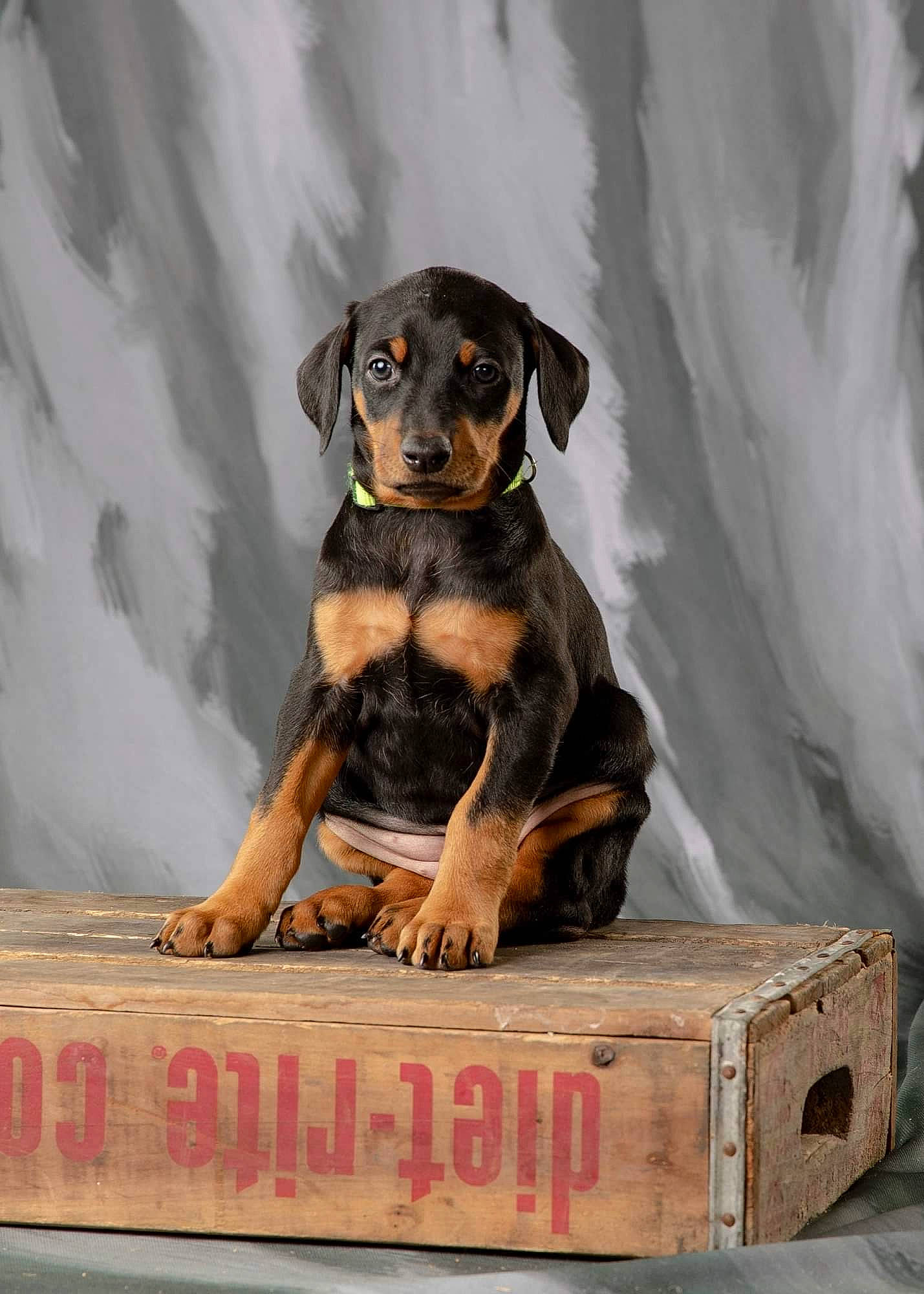 Harry Potter Litter joined the competition — help win amazing prizes! box, canidae, carnivore, companion_dog, dog, dog_breed, fur, guard_dog, hunting_dog, rottweiler, shipping_box, sitting, snout, sporting_group, terrestrial_animal, wood, working_animal, working_dog
