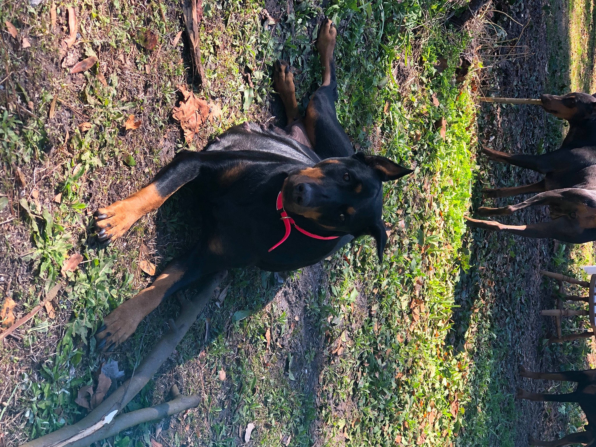 Journey joined the competition — help win amazing prizes! canidae, carnivore, collar, dog, dog_breed, dog_collar, fawn, grass, organism, plant, shadow, snout, sporting_group, tail, terrestrial_animal, tints_and_shades, tree, wildlife, wood, working_animal