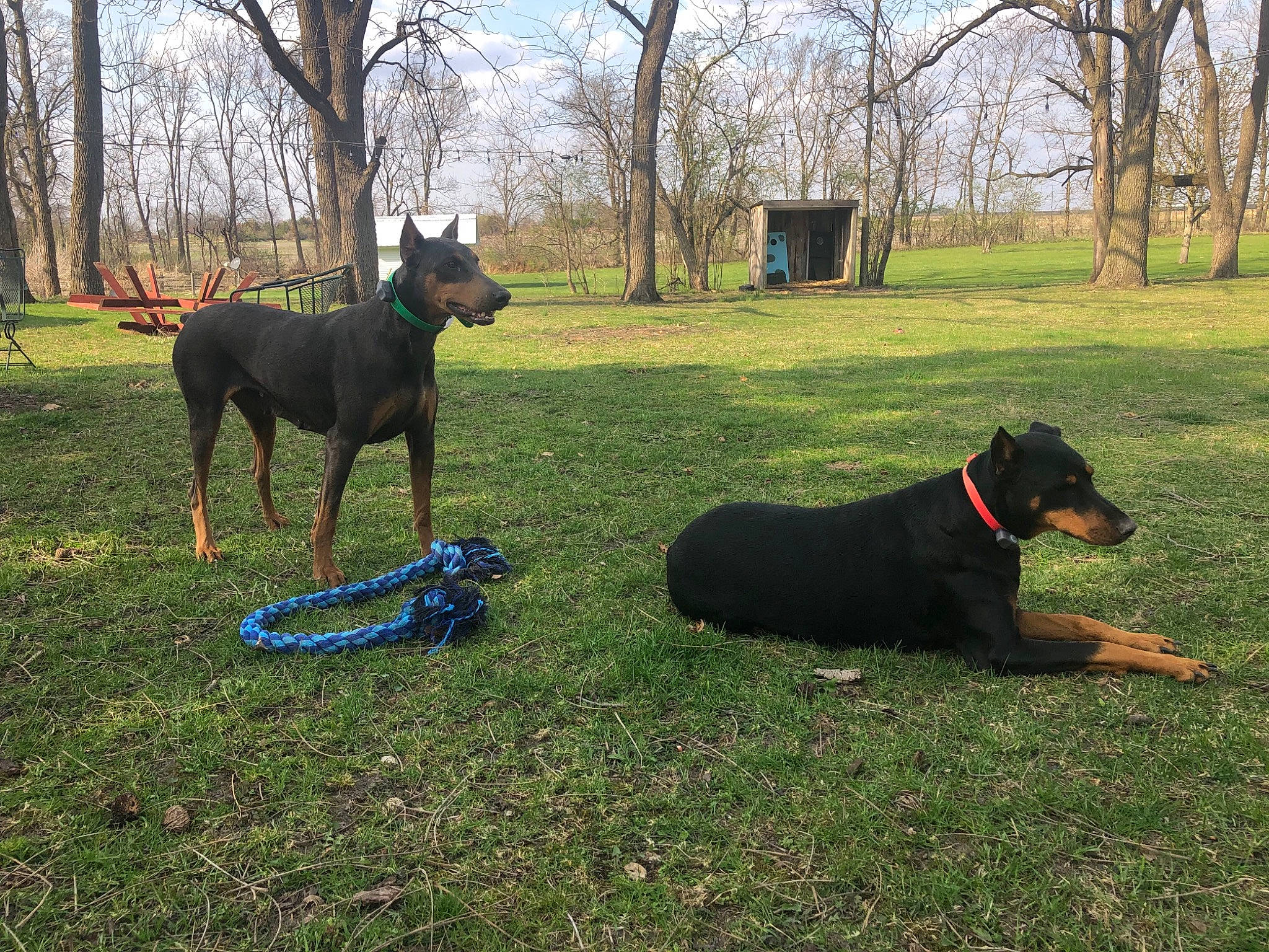 Journey joined the competition — help win amazing prizes! canidae, carnivore, cloud, collar, companion_dog, dog, dog_breed, grass, grassland, leisure, mammal, pasture, plant, recreation, sky, sporting_group, tail, tree, vertebrate, working_animal