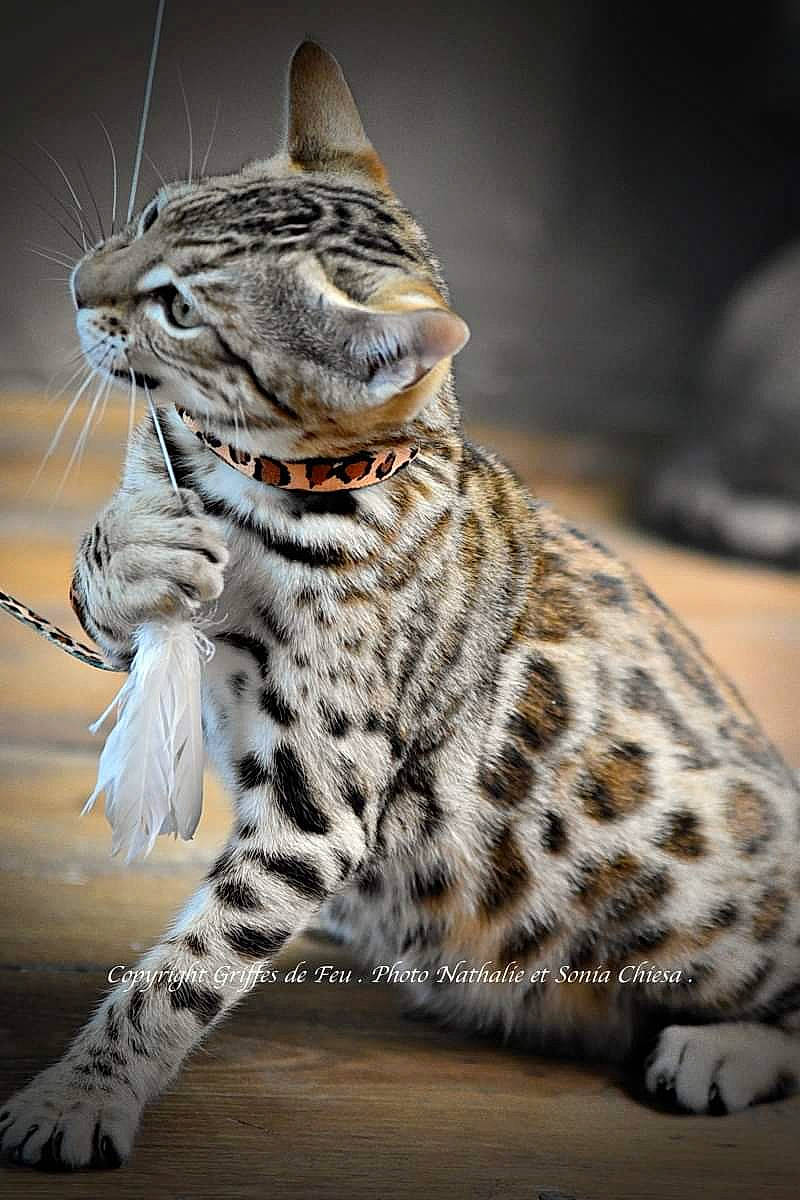 Panting Cloud a rejoint le concours — aidez-le/la à gagner de superbes lots ! american_shorthair, asian, bengal, california_spangled, carnivore, cat, dragon_li, egyptian_mau, felidae, leopard, mammal, ocicat, savannah, small_to_medium_sized_cats, snout, tabby_cat, terrestrial_animal, vertebrate, whiskers, wildlife