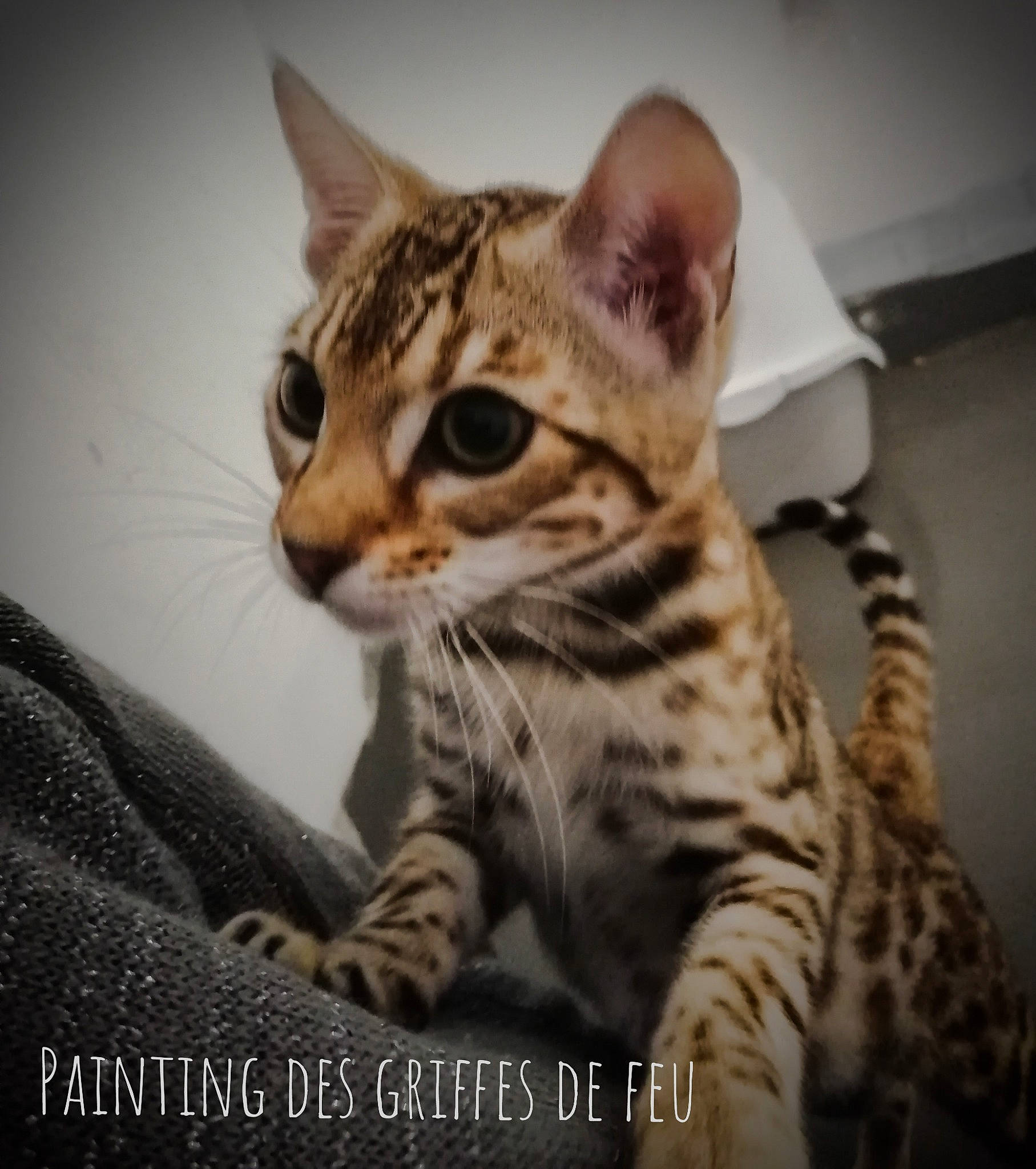 Panting Cloud a rejoint le concours — aidez-le/la à gagner de superbes lots ! arabian_mau, asian, bengal, california_spangled, carnivore, cat, dragon_li, egyptian_mau, european_shorthair, felidae, kitten, mammal, ocicat, photo_caption, savannah, small_to_medium_sized_cats, snout, toyger, vertebrate, whiskers
