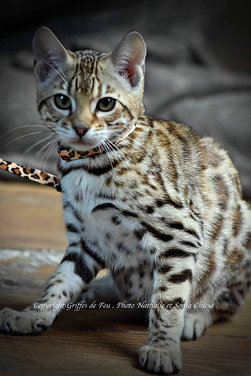 Panting Cloud participe au concours pour gagner de l'argent avec cette photo : asian, bengal, carnivore, cat, dragon_li, egyptian_mau, european_shorthair, felidae, mammal, ocelot, ocicat, rusty_spotted_cat, savannah, small_to_medium_sized_cats, snout, tabby_cat, terrestrial_animal, vertebrate, whiskers, wildlife