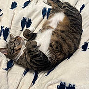Pepper is registered to the contest to win money with this photo: cat, tabby, sleeping, blanket, patterned_blanket, cozy, feline, pet, domestic_cat, striped_fur, white_belly, relaxed, indoor, soft_texture, resting, cute, animals, fur, whiskers, nap