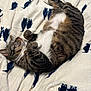 cat, tabby, sleeping, blanket, patterned_blanket, cozy, feline, pet, domestic_cat, striped_fur, white_belly, relaxed, indoor, soft_texture, resting, cute, animals, fur, whiskers, nap