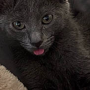 Zoey joined the competition — help win amazing prizes! cat, gray_cat, tongue_out, close_up, pet, feline, animal, fur, ears, eyes, whiskers, resting, blanket, cozy, indoor, cute, soft, muzzle, portrait, relaxed