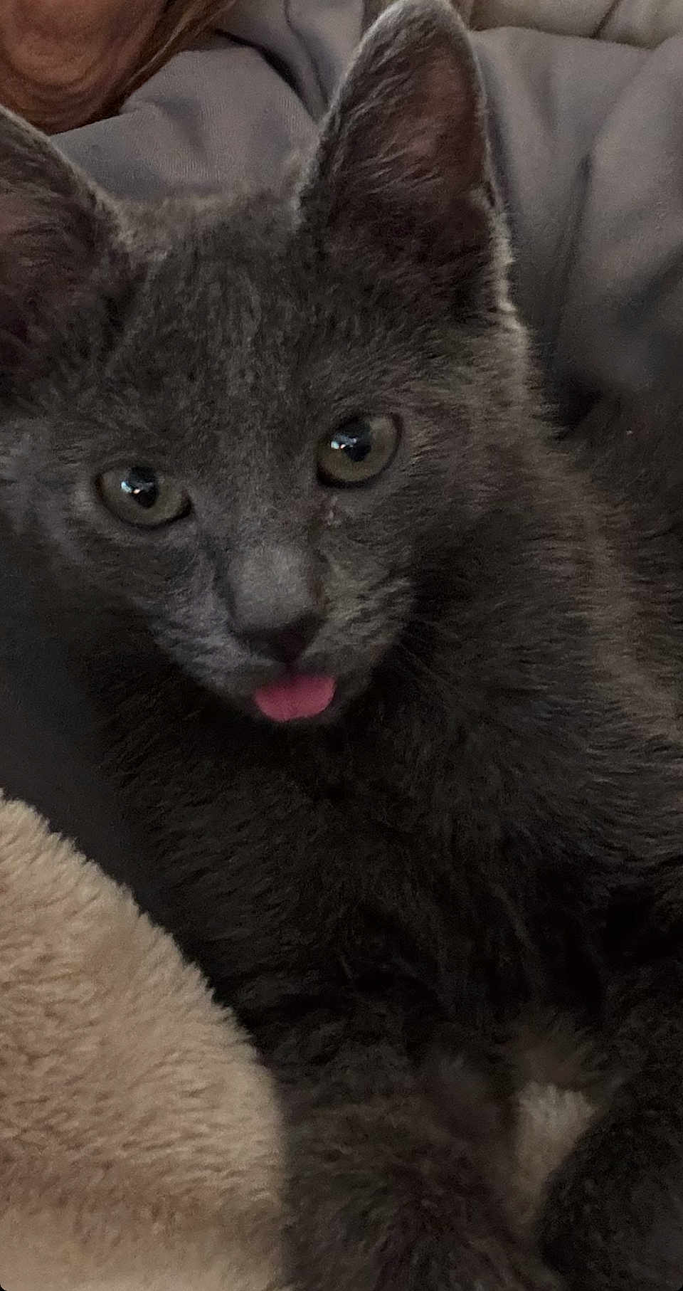 Zoey joined the competition — help win amazing prizes! cat, gray_cat, tongue_out, close_up, pet, feline, animal, fur, ears, eyes, whiskers, resting, blanket, cozy, indoor, cute, soft, muzzle, portrait, relaxed