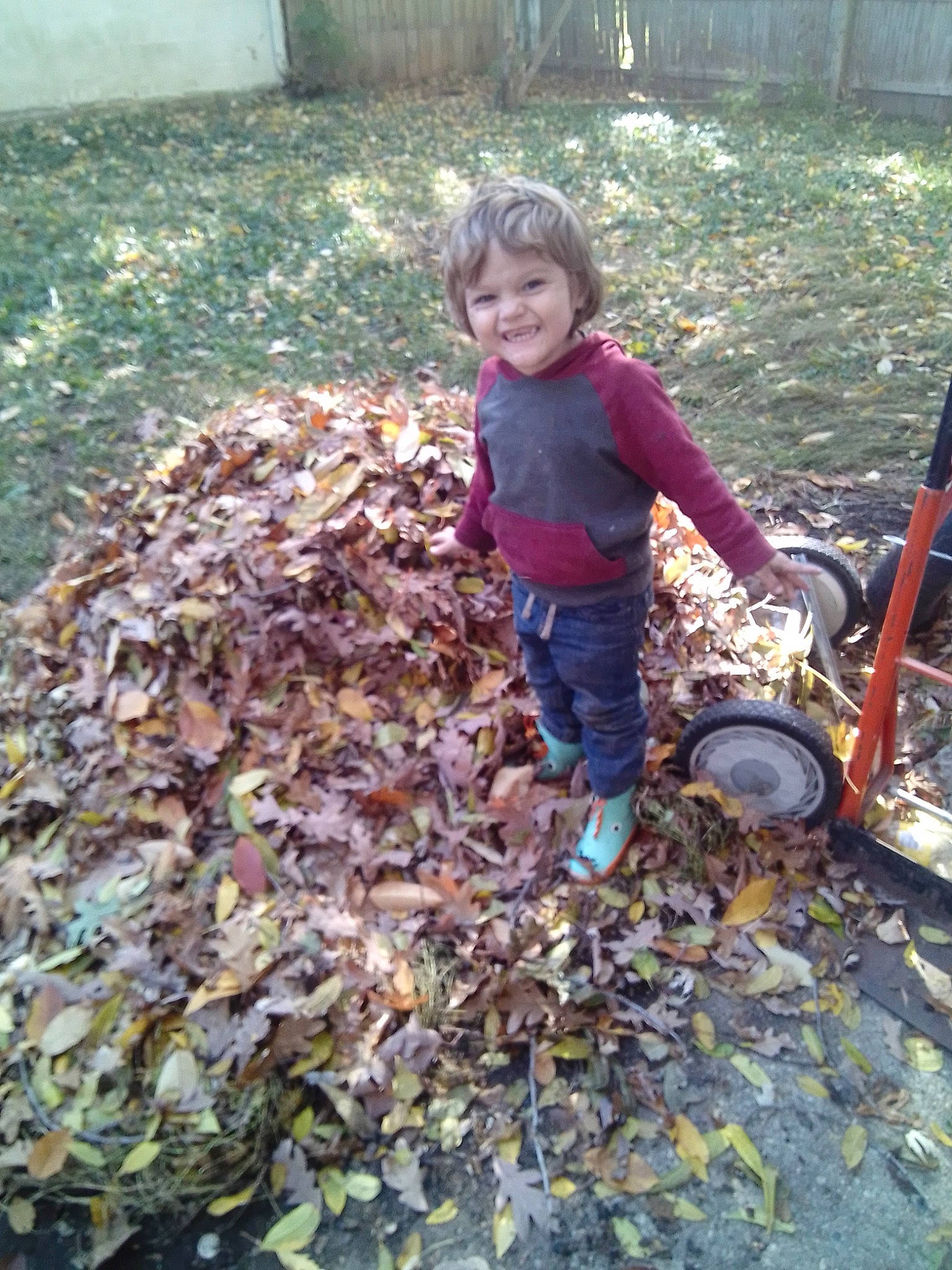 Vincent is registered to the contest to win money with this photo: automotive_tire, autumn, bicycle_tire, child, deciduous, fun, garden, grass, joy, people_in_nature, person, plant, smile, soil, tire, toddler, tree, wheel, wood, woody_plant