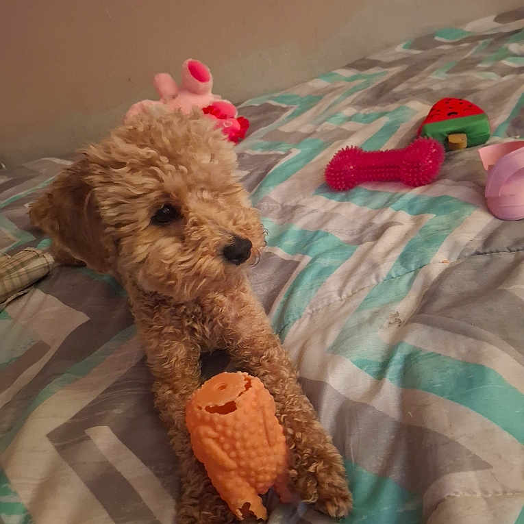 Monet is registered to the contest to win money with this photo: animal, animal_toy, bed, bedspread, chewed_toy, cozy, curly_hair, cute, dog, fur, indoor, orange_toy, pattern, paw, pet, pink_toy, red_toy, relaxed, small_dog, toy