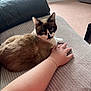 Guizmo a rejoint le concours — aidez-le/la à gagner de superbes lots ! cat, siamese, pet, animal, feline, resting, indoor, human_arm, bracelet, ring, soft_texture, window, natural_light, furniture, curious, brown_fur, white_fur, black_markings, close_up, relaxed