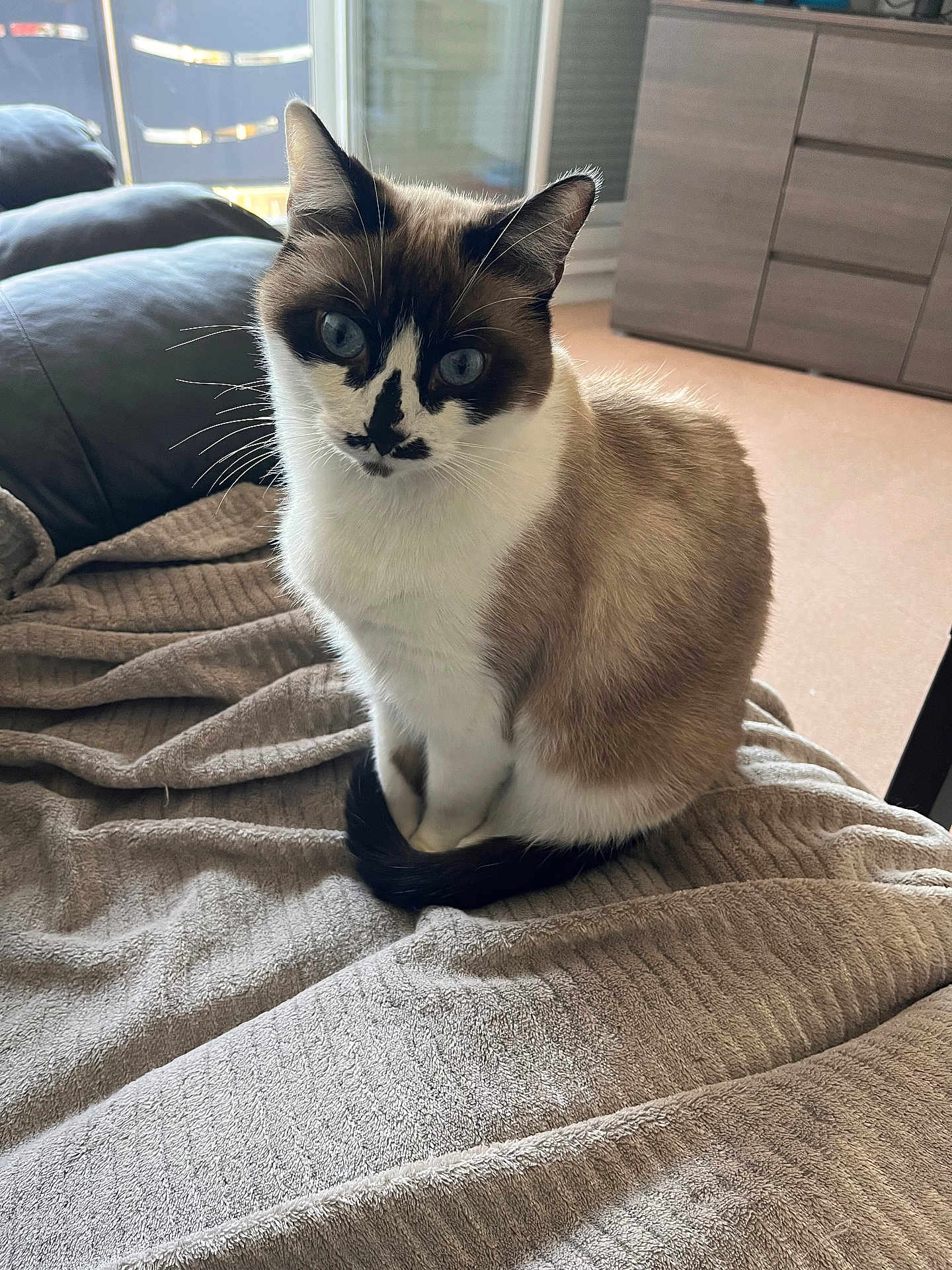 Guizmo participe au concours pour gagner de l'argent avec cette photo : cat, blue_eyes, sitting, blanket, indoor, furniture, cozy, window, natural_light, brown_fur, white_fur, tail, ears, whiskers, floor, cabinet, quiet, pet, domestic_animal, relaxed