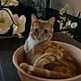 cat, orange_tabby, bowl, table, flower, indoor, pet, feline, domestic_animal, white_flower, curled_up, resting, close_up, animal, cozy, home_interior, plant, decor, relaxed, cute