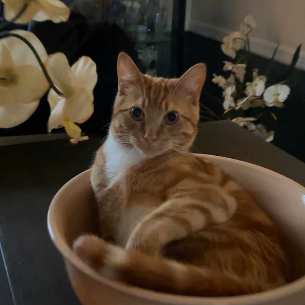 Enzo
