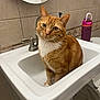 Enzo is registered to the contest to win money with this photo: cat, orange_tabby, sink, bathroom, faucet, mirror, toilet, water_bottle, tiles, floor, white, curious, pet, domestic_animal, sitting, whiskers, paw, fur, indoor, human_toes