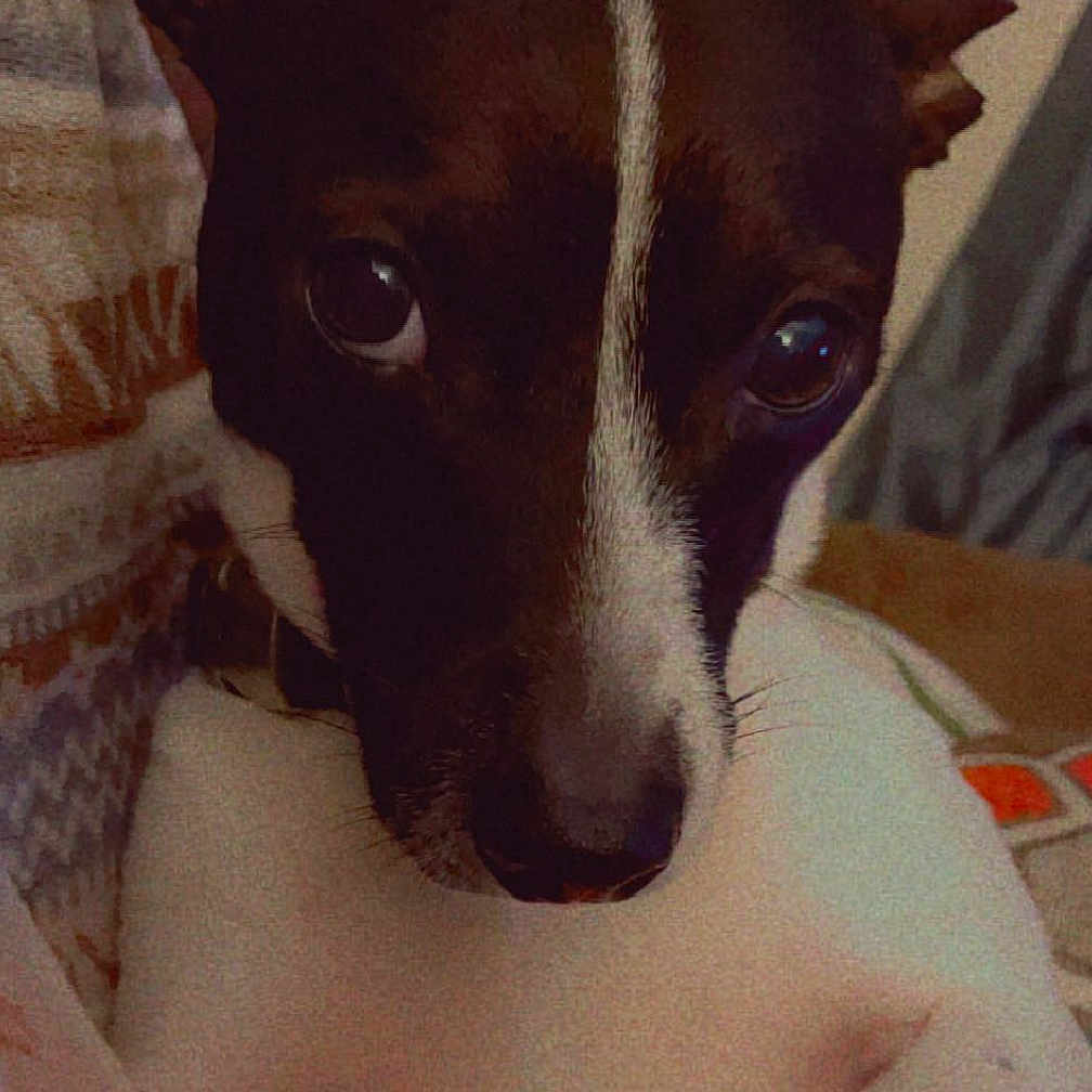 Oreo is registered to the contest to win money with this photo: dog, pet, close_up, animal, cute, face, white, black, stripe, eyes, cozy, fabric, indoor, portrait, small_dog, looking_up, sweetie, collar, snout, ears