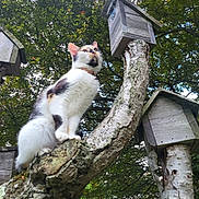 My Baby Cat joined the competition — help win amazing prizes! animal, birdhouse, branch, calico, cat, collar, daylight, foliage, fur, greenery, moss, nature, outdoor, park, pet, sky, tree, whiskers, wildlife, wood