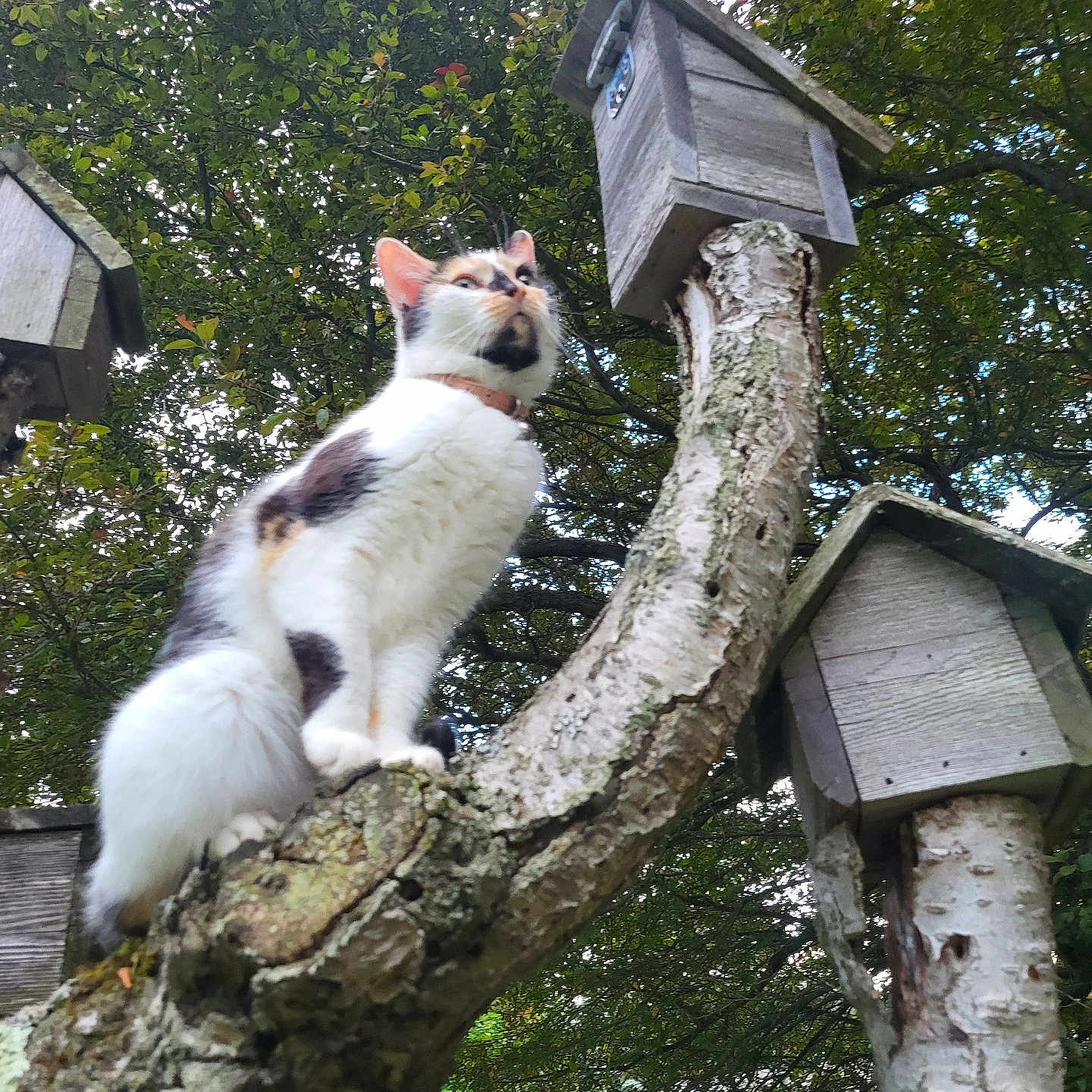 My Baby Cat