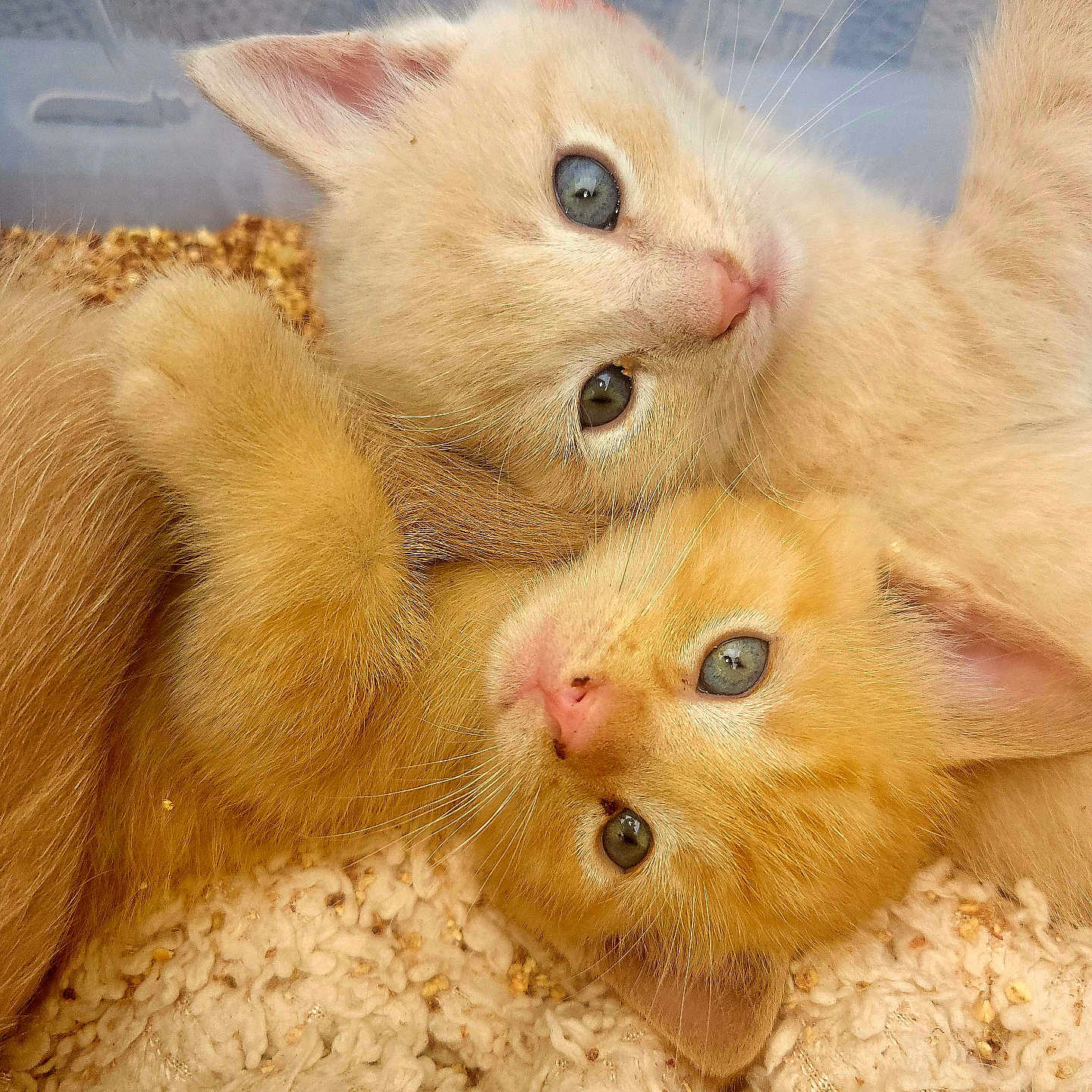 Baby joined the competition — help win amazing prizes! adorable, animal, blanket, blue_eyes, cat, close_up, cozy, cuddle, cute, domestic_cat, fur, indoor, kitten, pet, playful, resting, sleepy, soft, whiskers, young