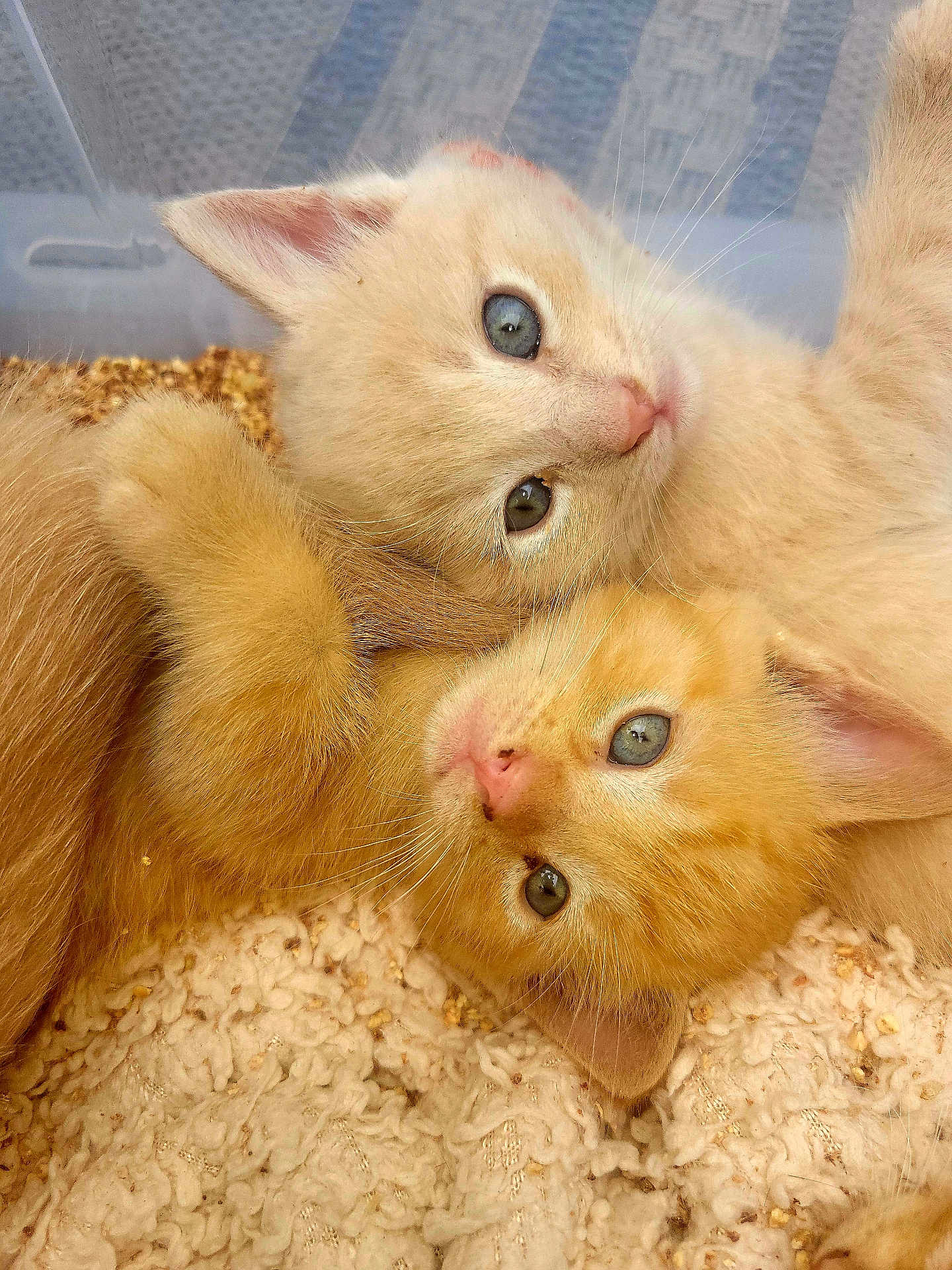 Baby joined the competition — help win amazing prizes! kitten, cat, cute, fur, blue_eyes, cuddle, close_up, pet, animal, sleepy, cozy, blanket, whiskers, domestic_cat, young, playful, indoor, soft, adorable, resting